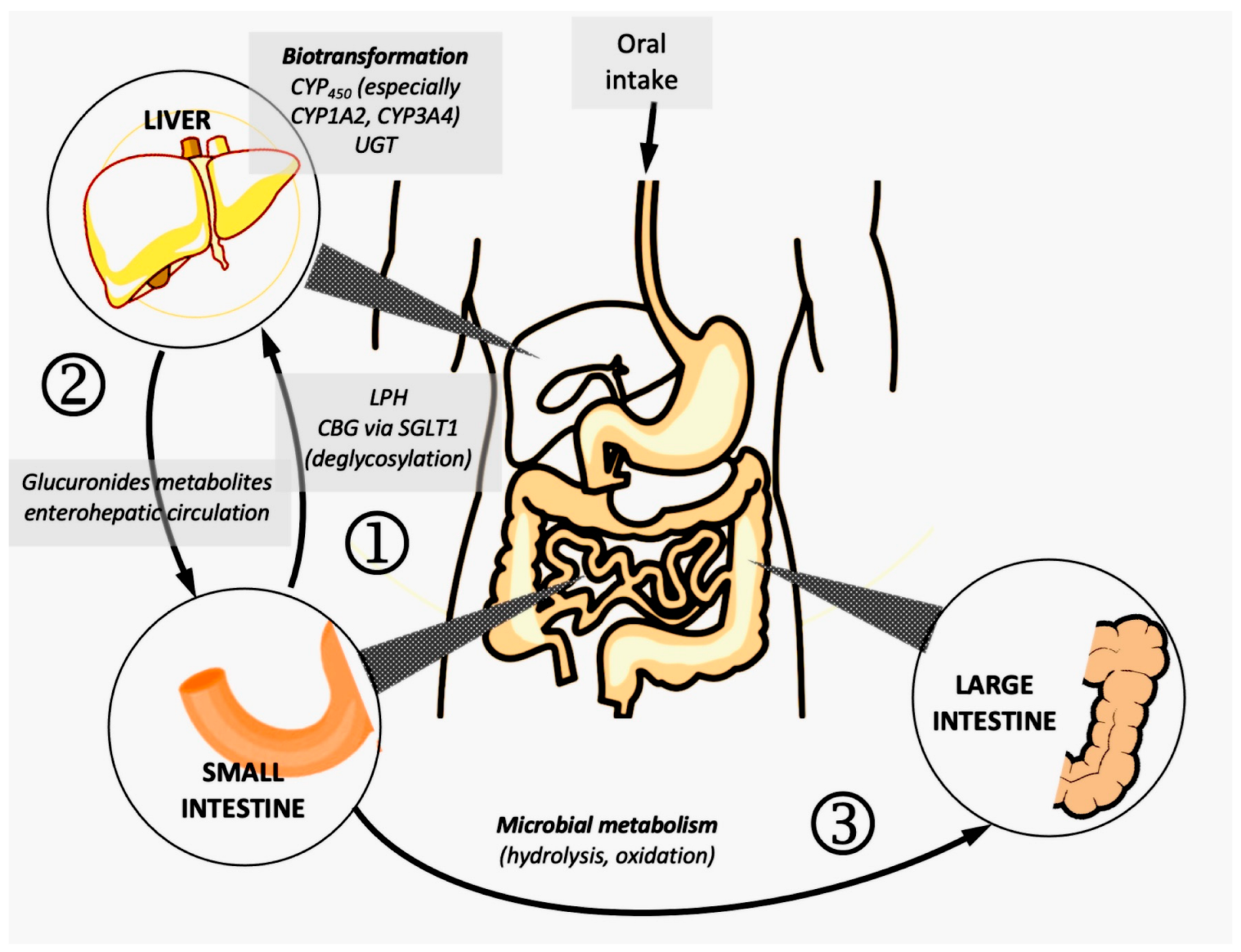 Pharmaceutics 15 00016 g003