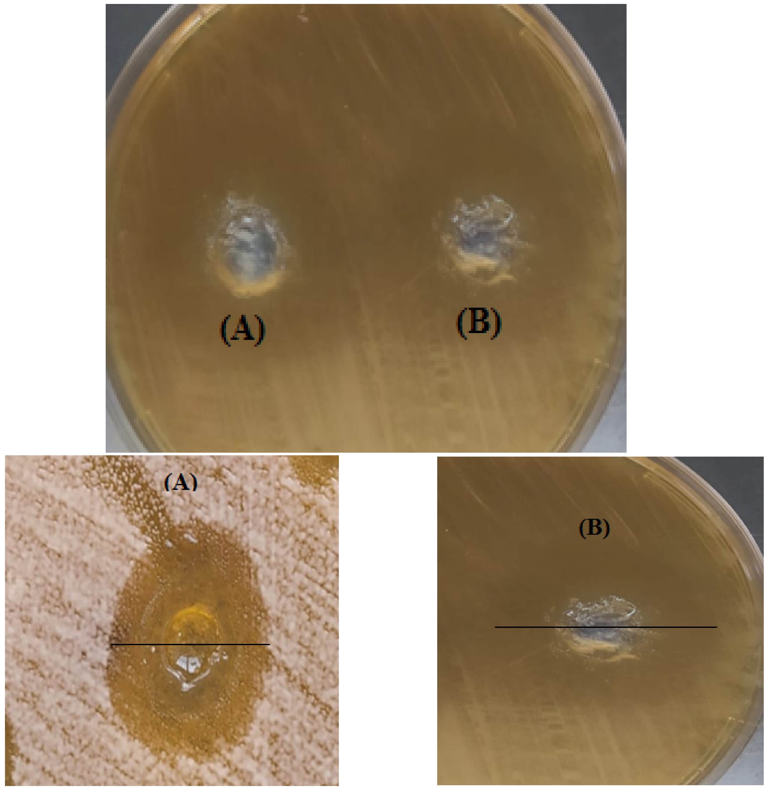 Pharmaceutics 15 00026 g005 Pharmaceutics 15 00026 g005