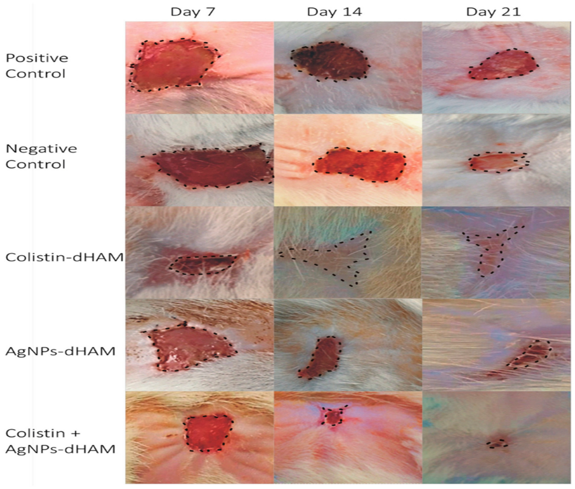 Pharmaceutics 15 00042 g007 Pharmaceutics 15 00042 g007