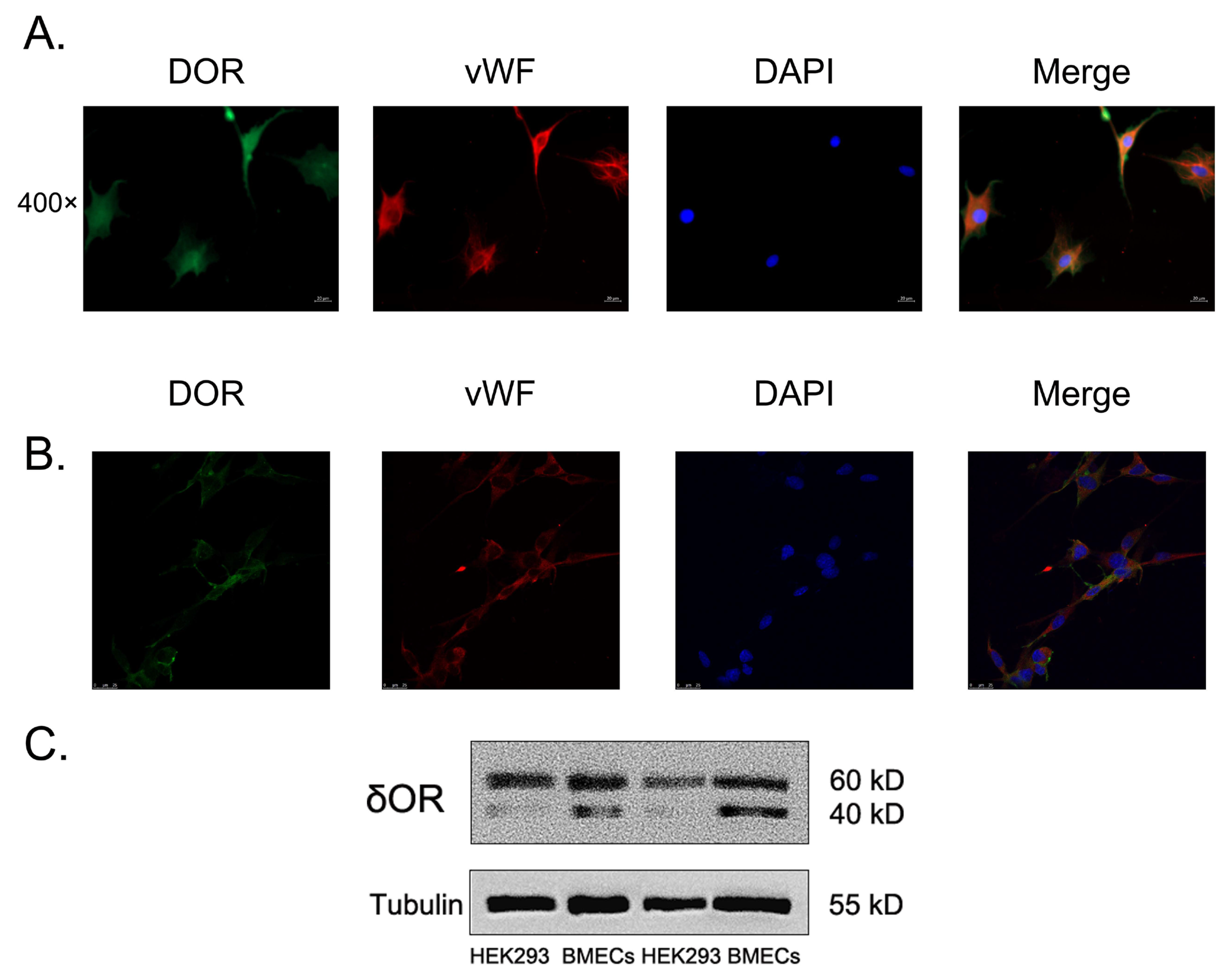Pharmaceutics 15 00046 g003