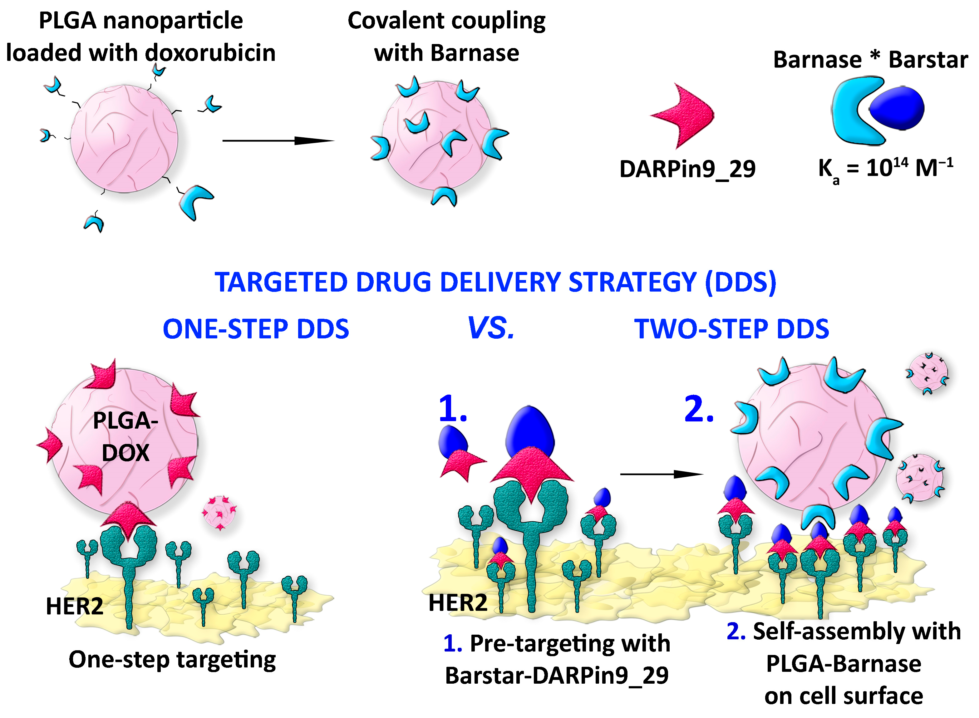 Pharmaceutics 15 00052 g001