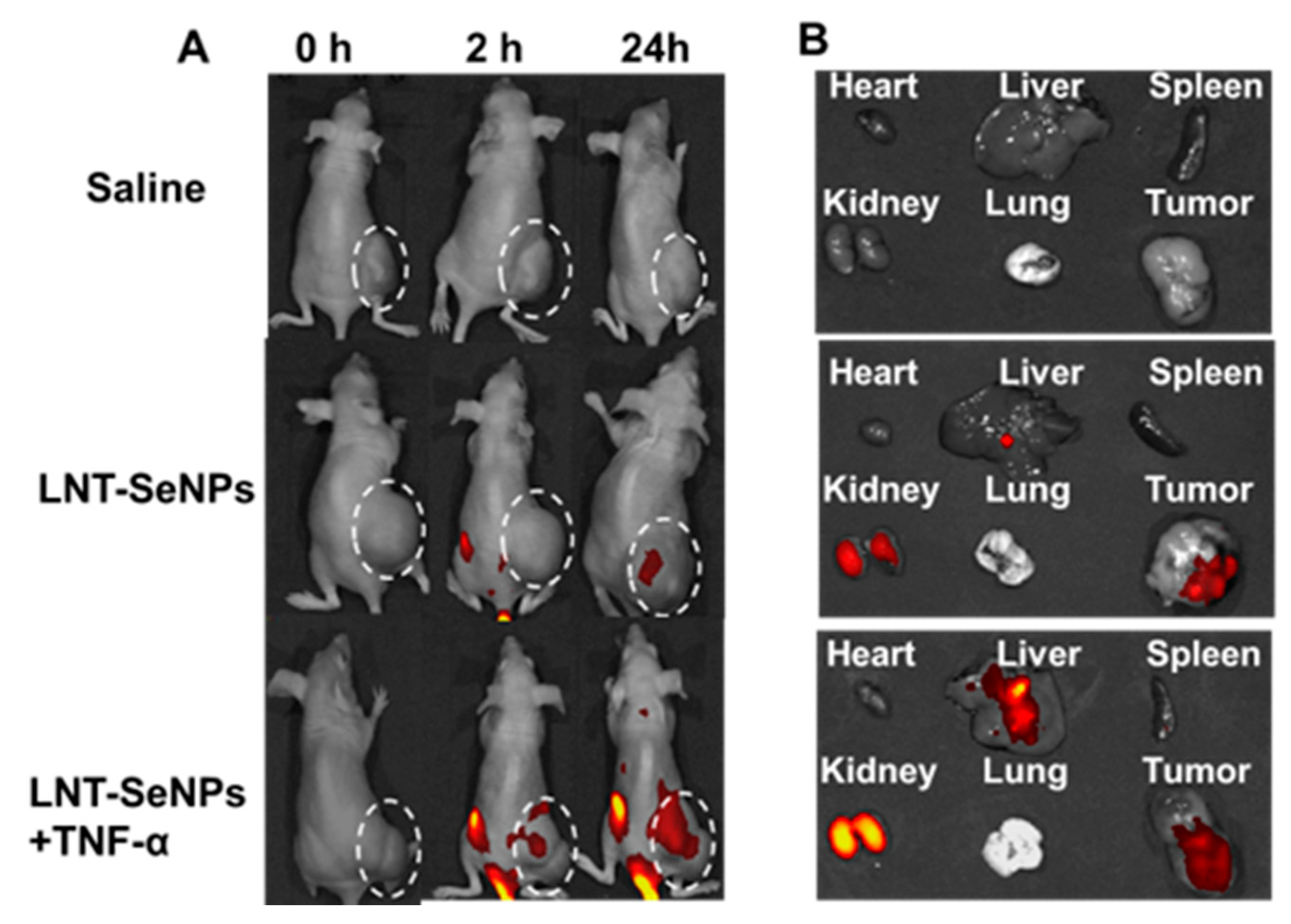 Pharmaceutics 15 00120 g007