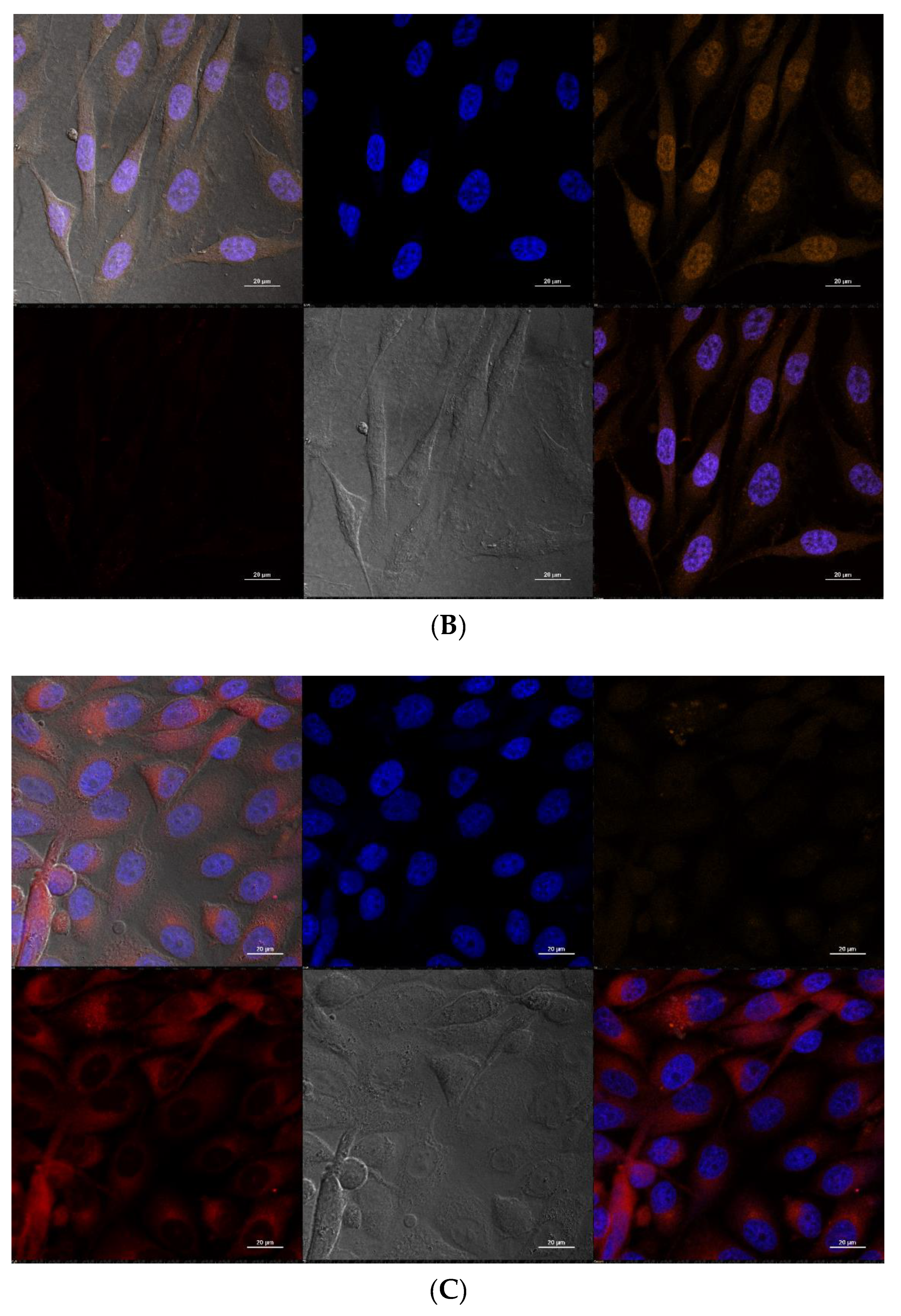 Pharmaceutics 15 00127 g005b