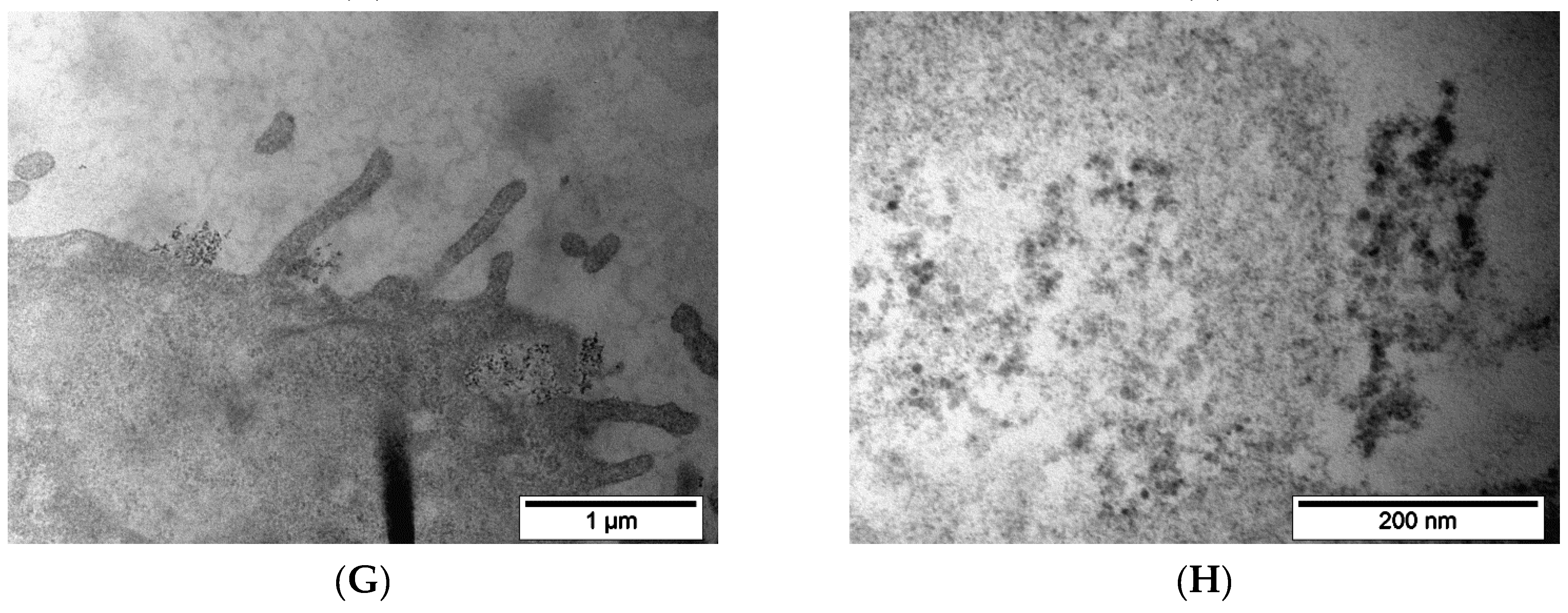 Pharmaceutics 15 00127 g008c