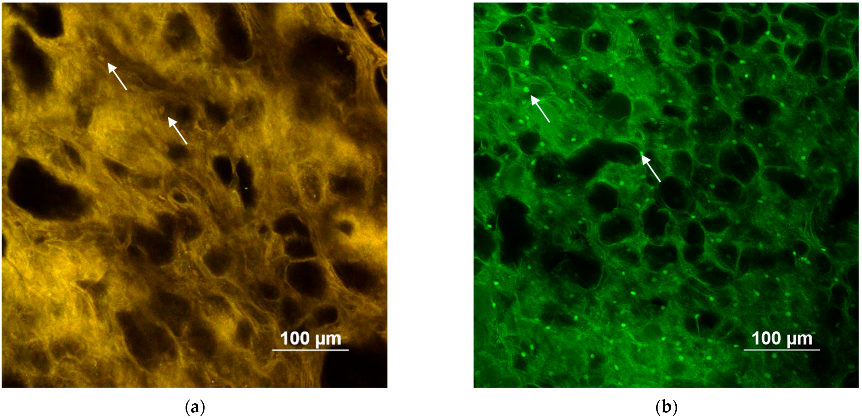 Pharmaceutics 15 00129 g005a Pharmaceutics 15 00129 g005a