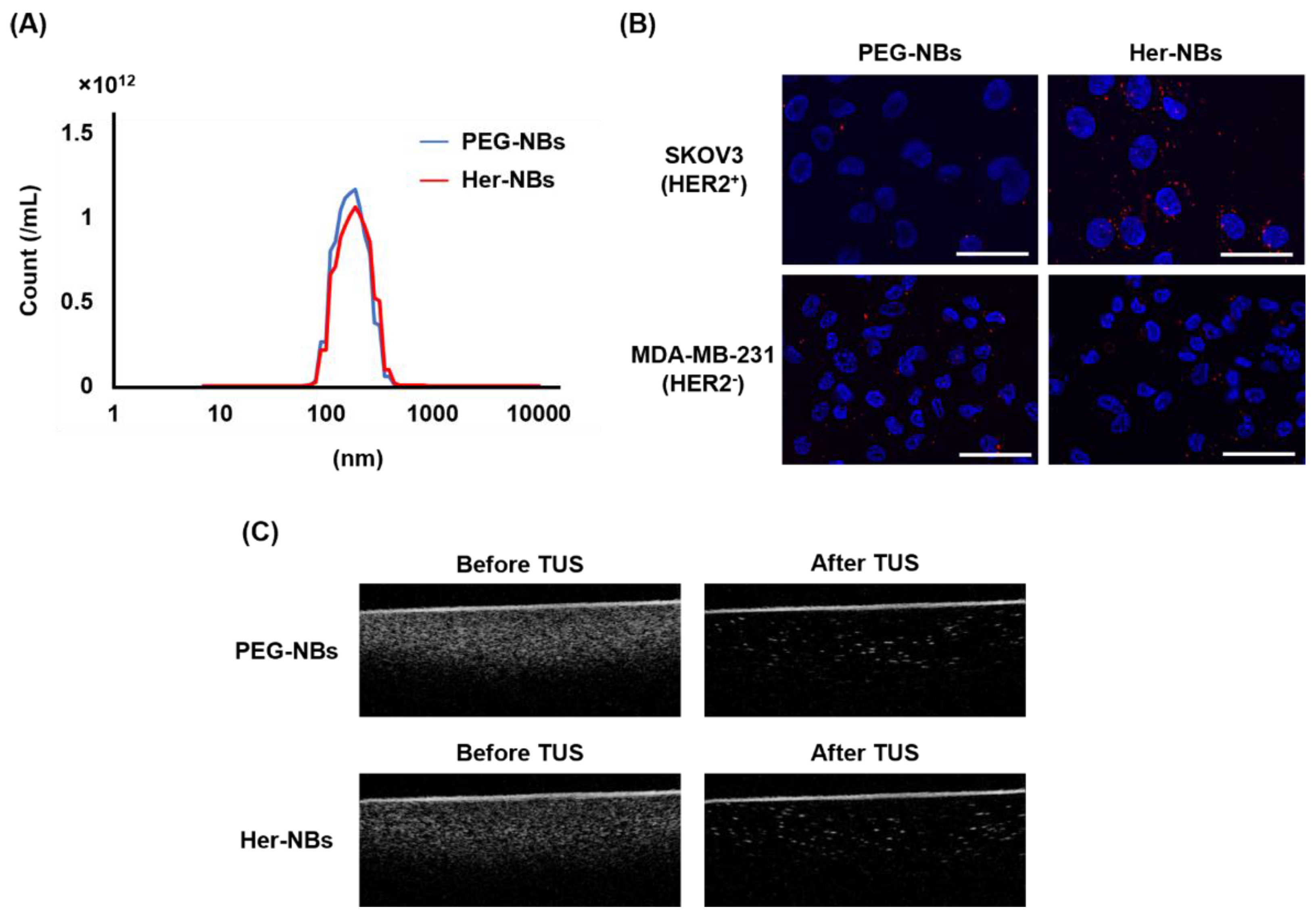 Pharmaceutics 15 00130 g002 Pharmaceutics 15 00130 g002
