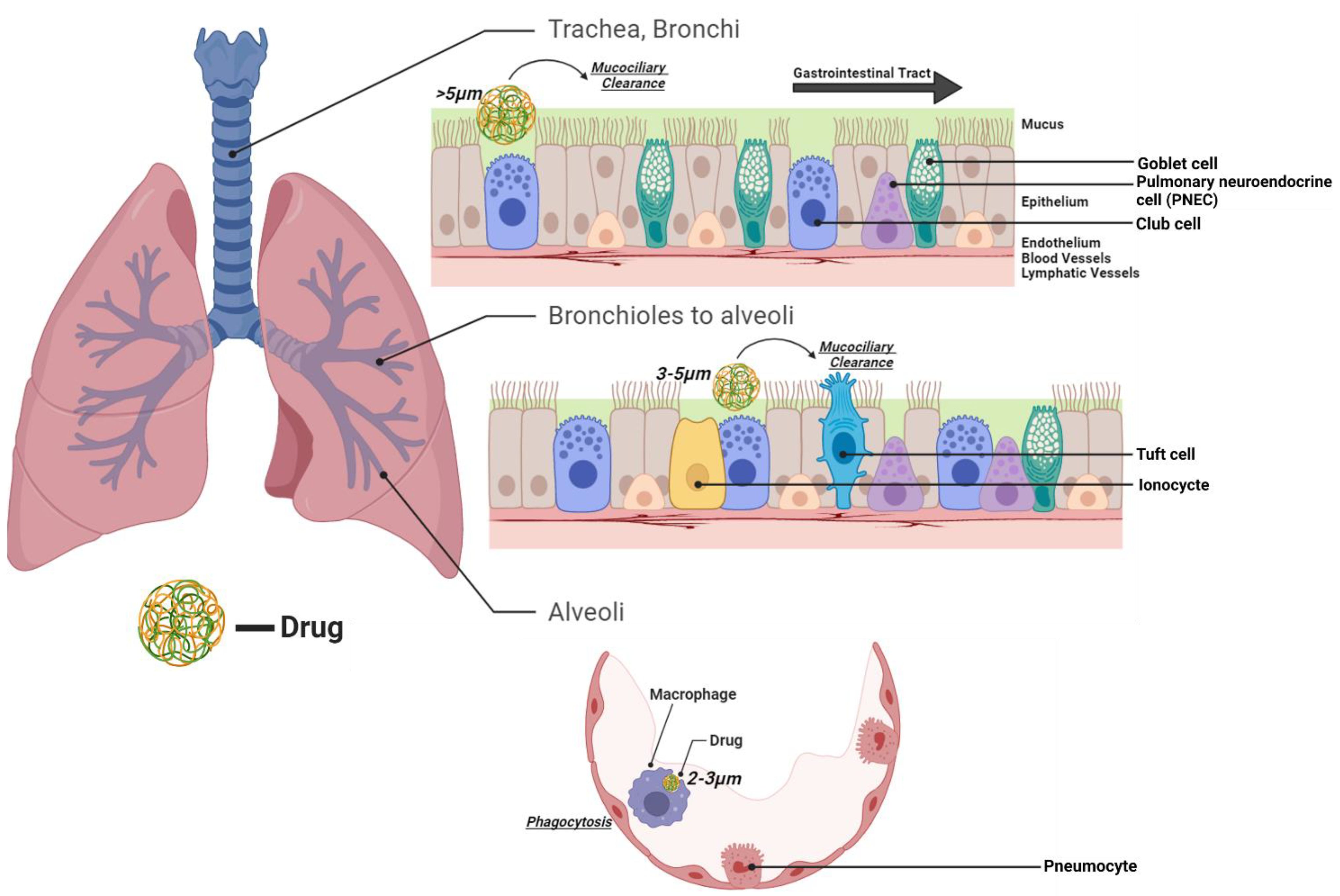 Pharmaceutics 15 00139 g001