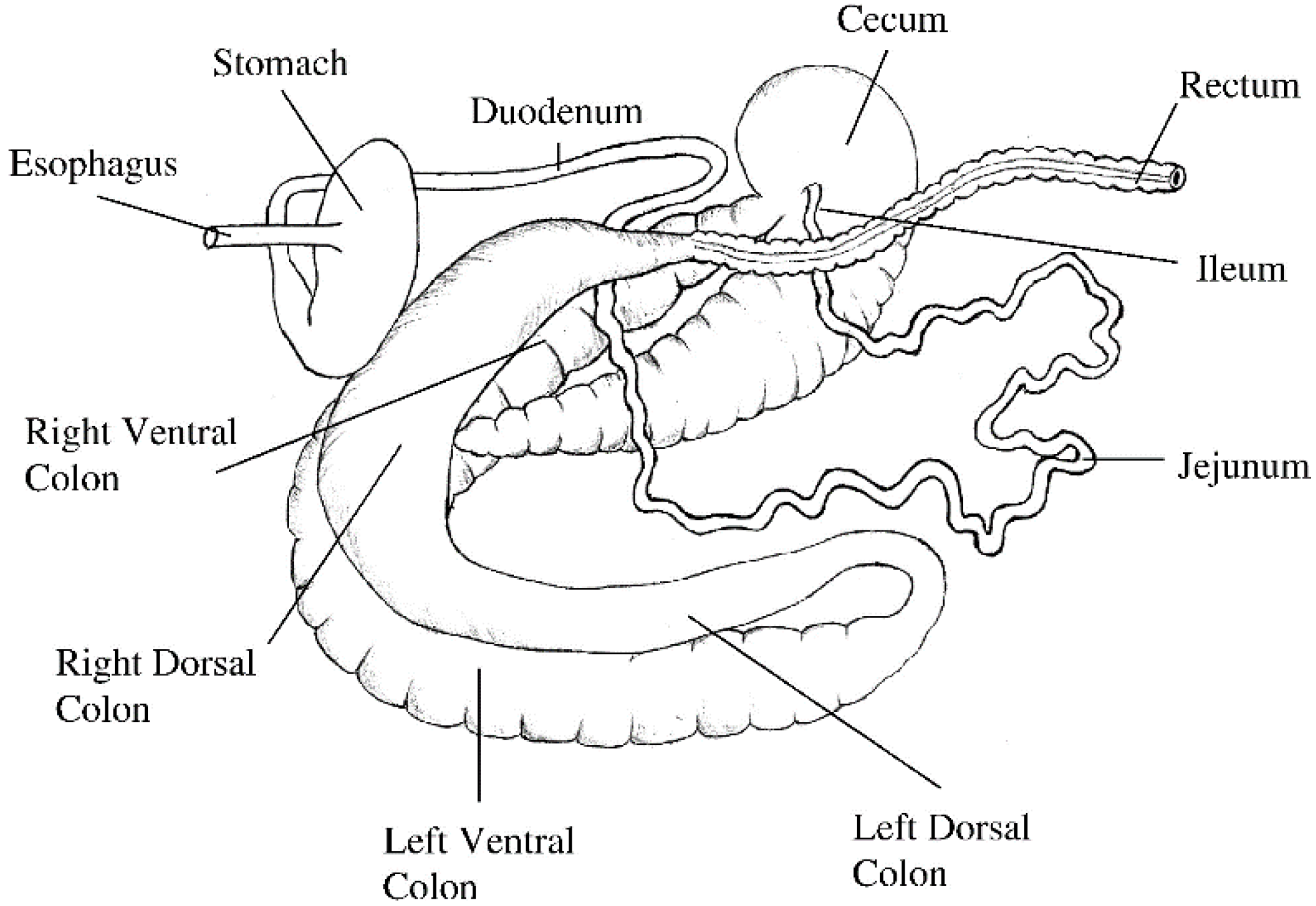 Ileocecal valve anatomy function at jai reading blog