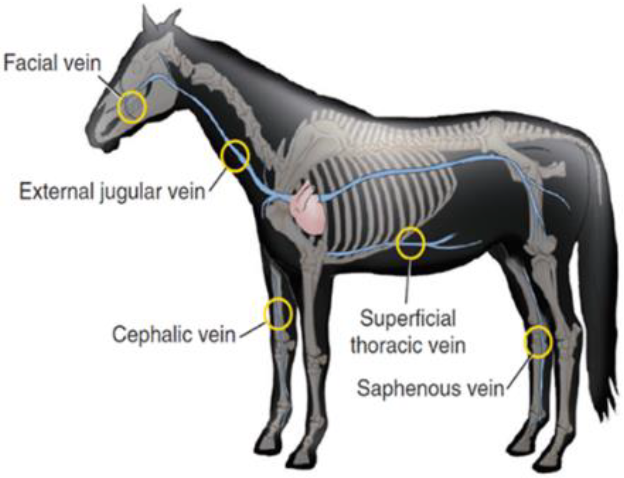 Pharmaceutics Free FullText Advanced Strategies of Drug Delivery