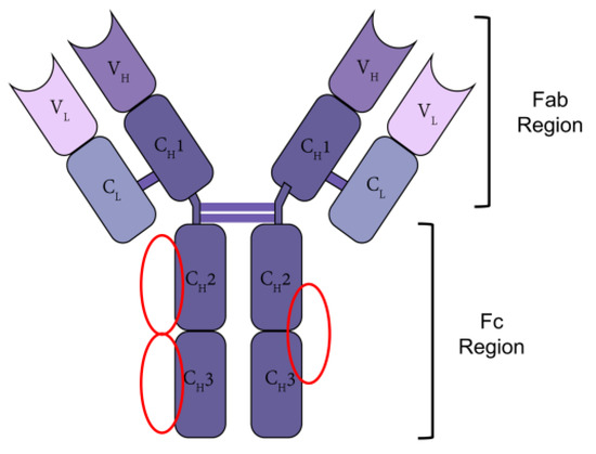 Antibody Fc antibody-fc