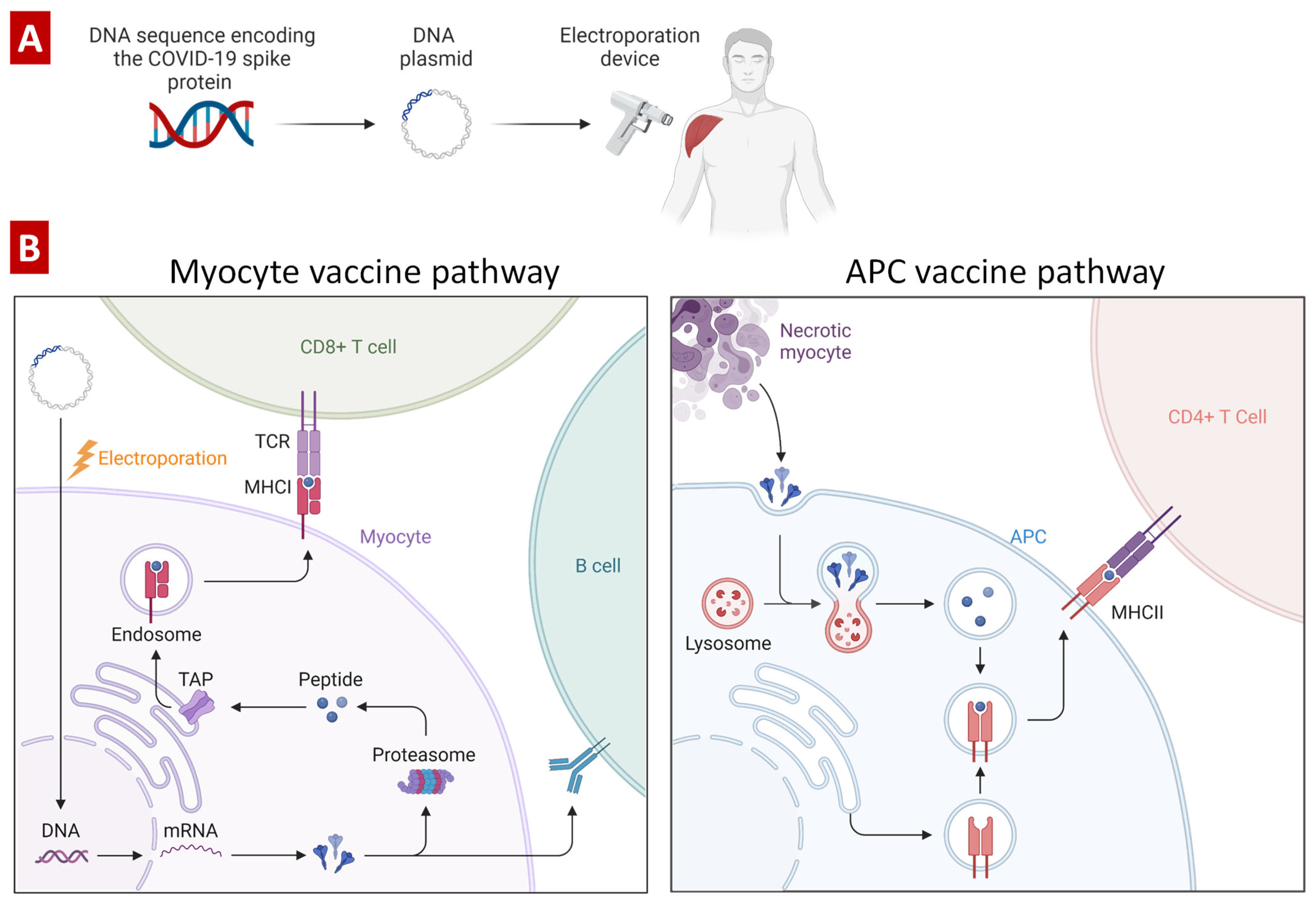 Pharmaceutics 15 00194 g012