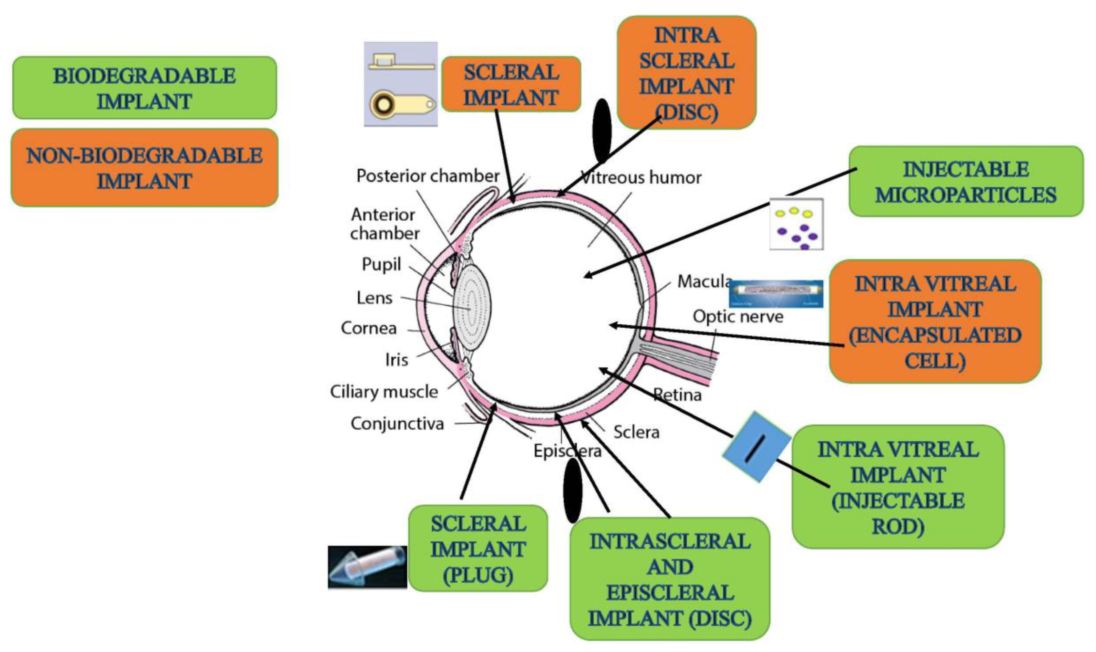 Pharmaceutics 15 00205 g004 Pharmaceutics 15 00205 g004
