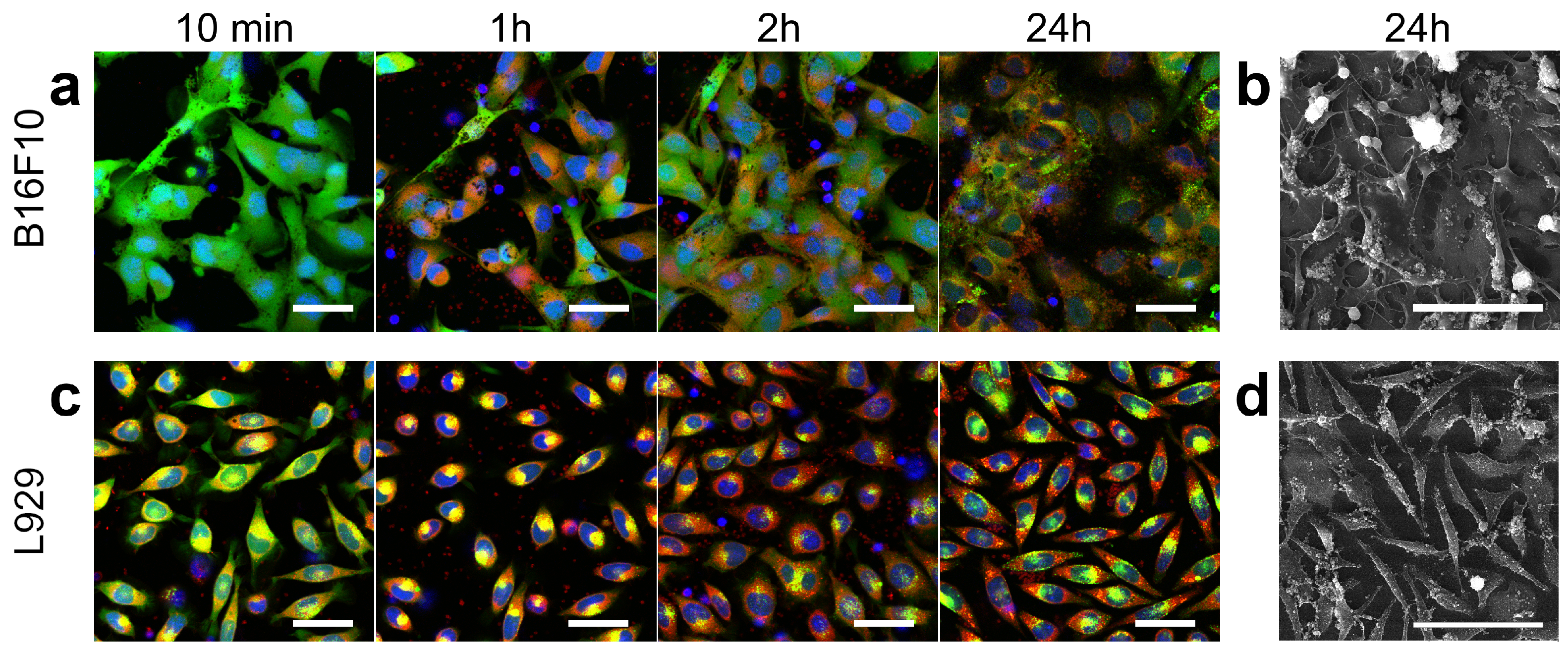 Pharmaceutics 15 00214 g004 Pharmaceutics 15 00214 g004