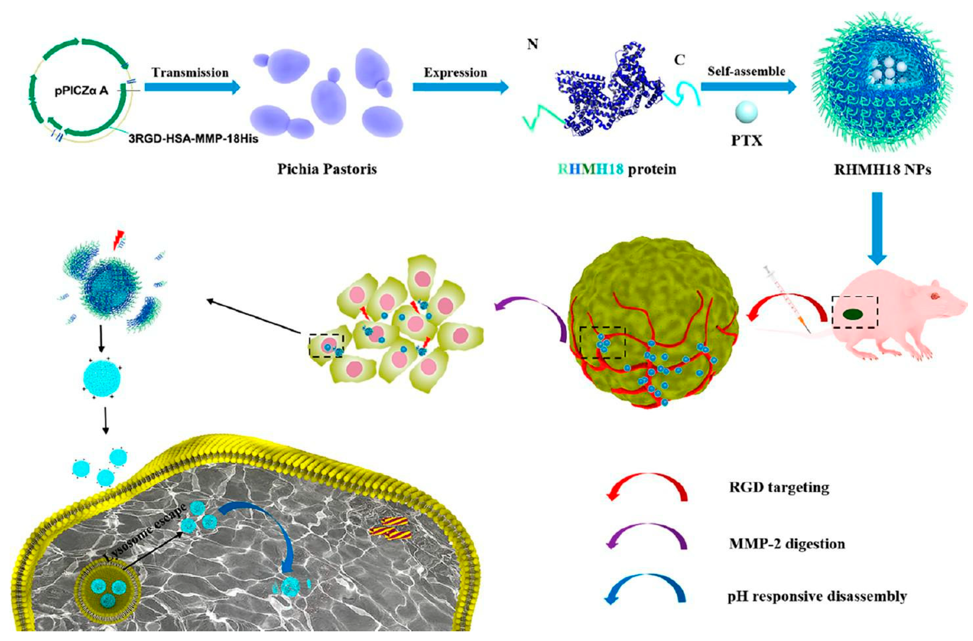 Pharmaceutics 15 00231 g005