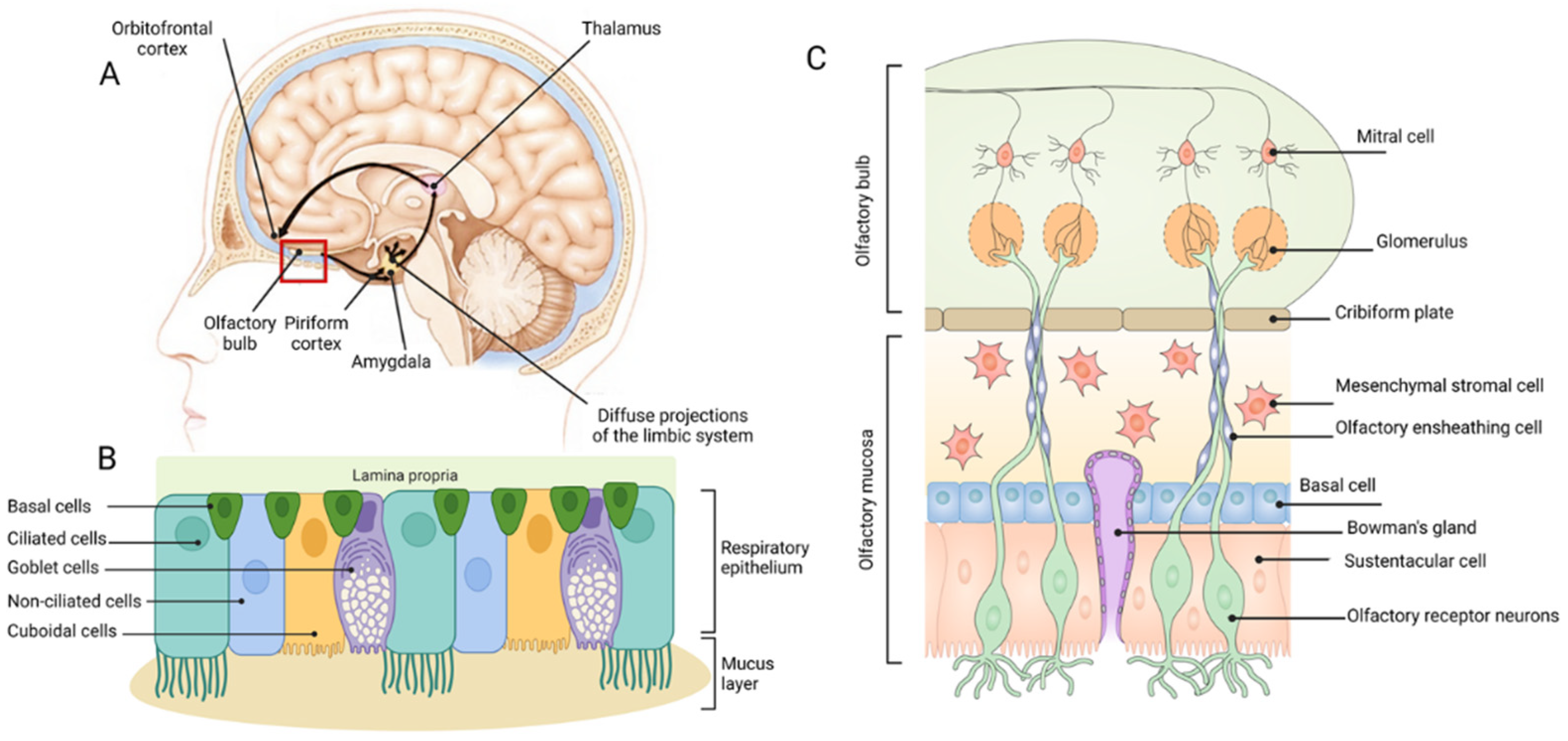 Pharmaceutics Free Full Text Translational Considerations in