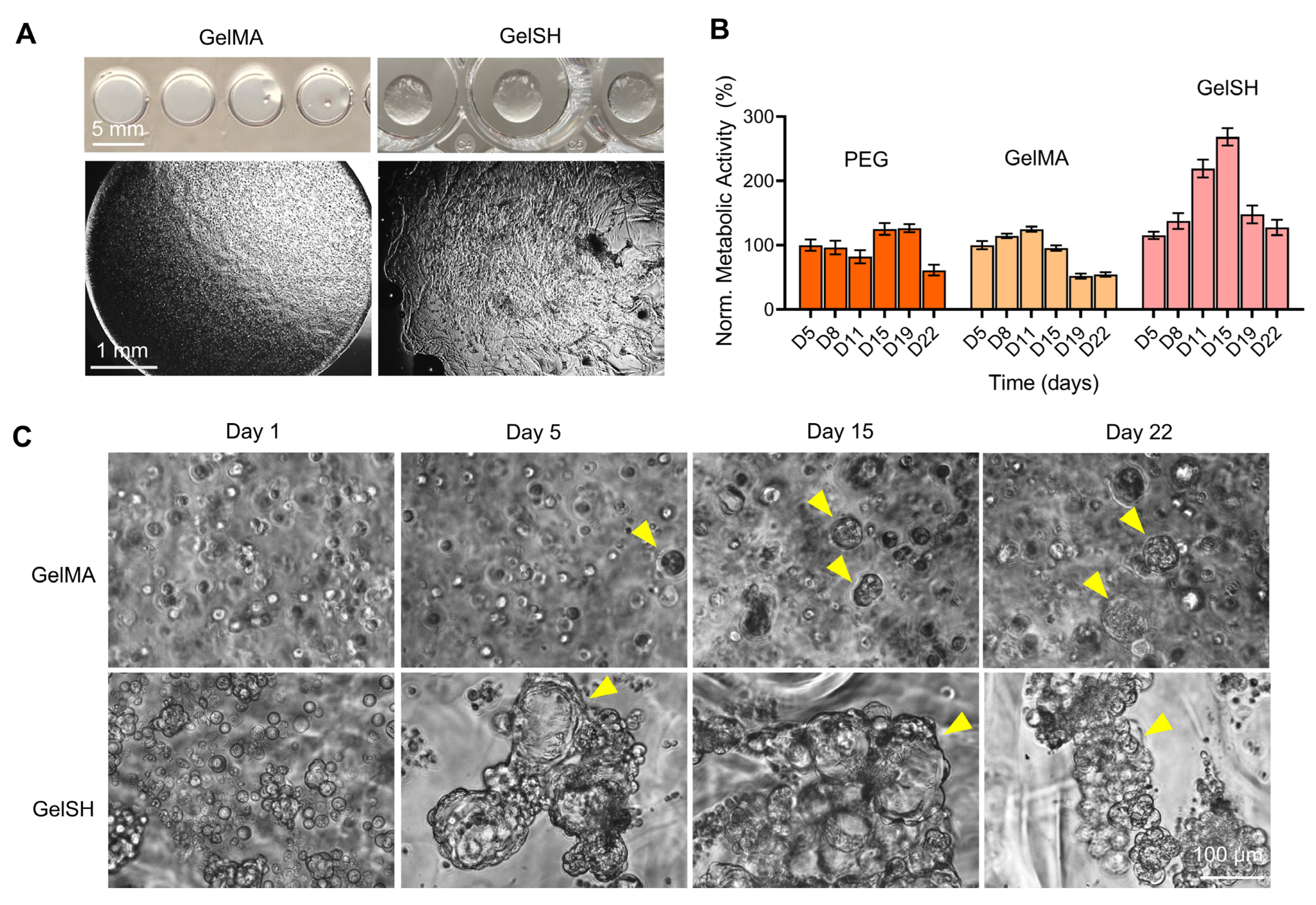 Pharmaceutics 15 00261 g004