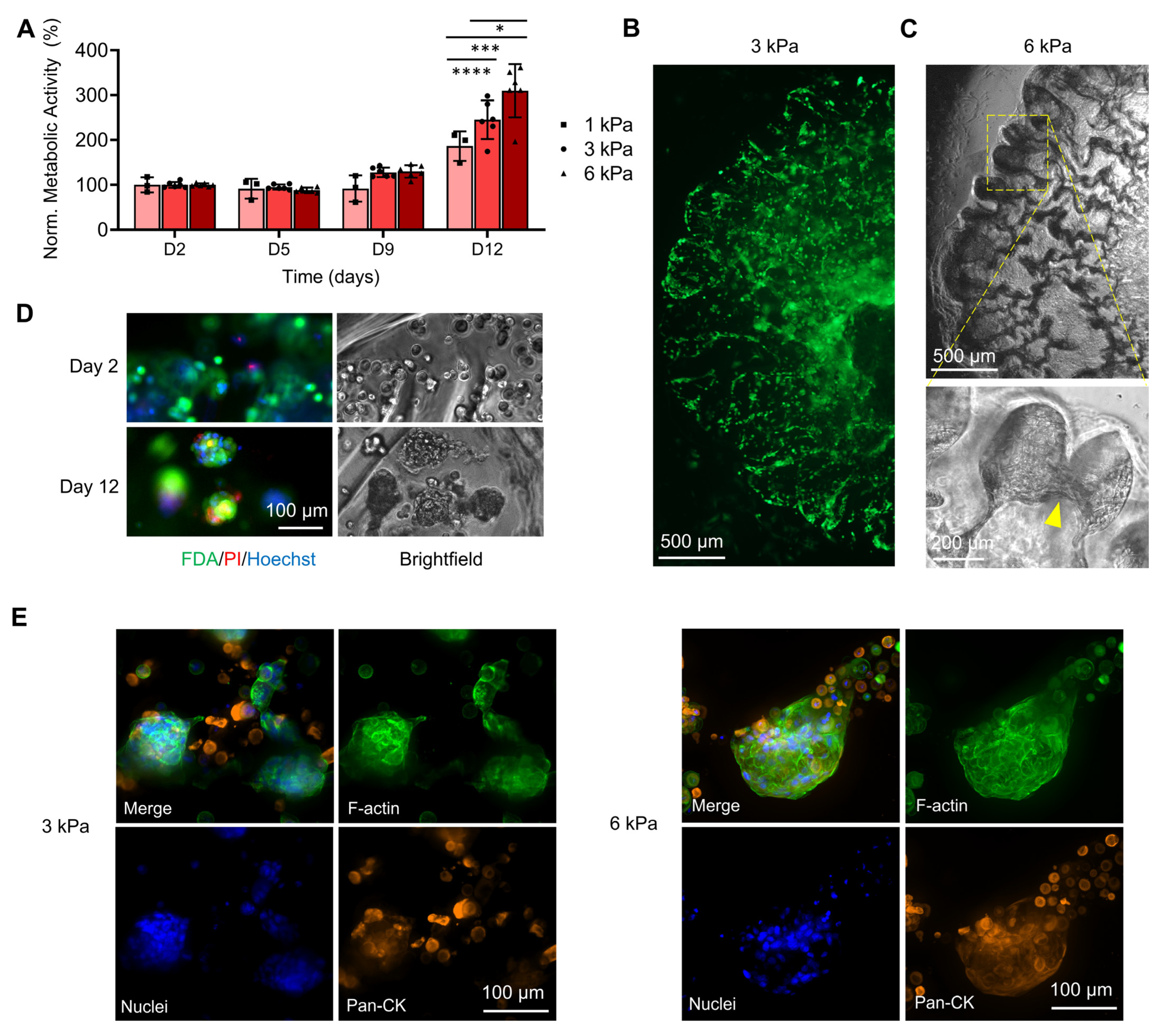 Pharmaceutics 15 00261 g005