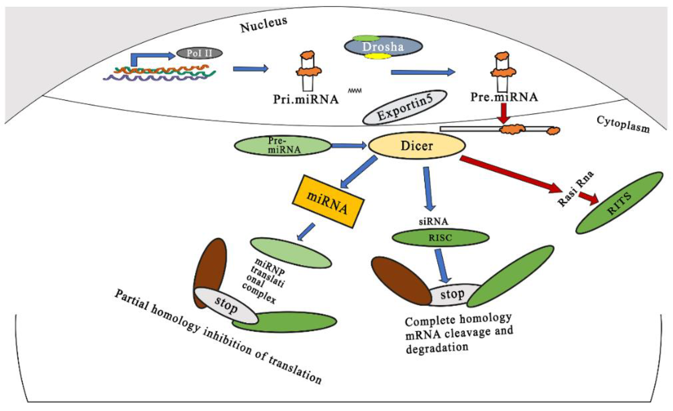 Pharmaceutics 15 00279 g001