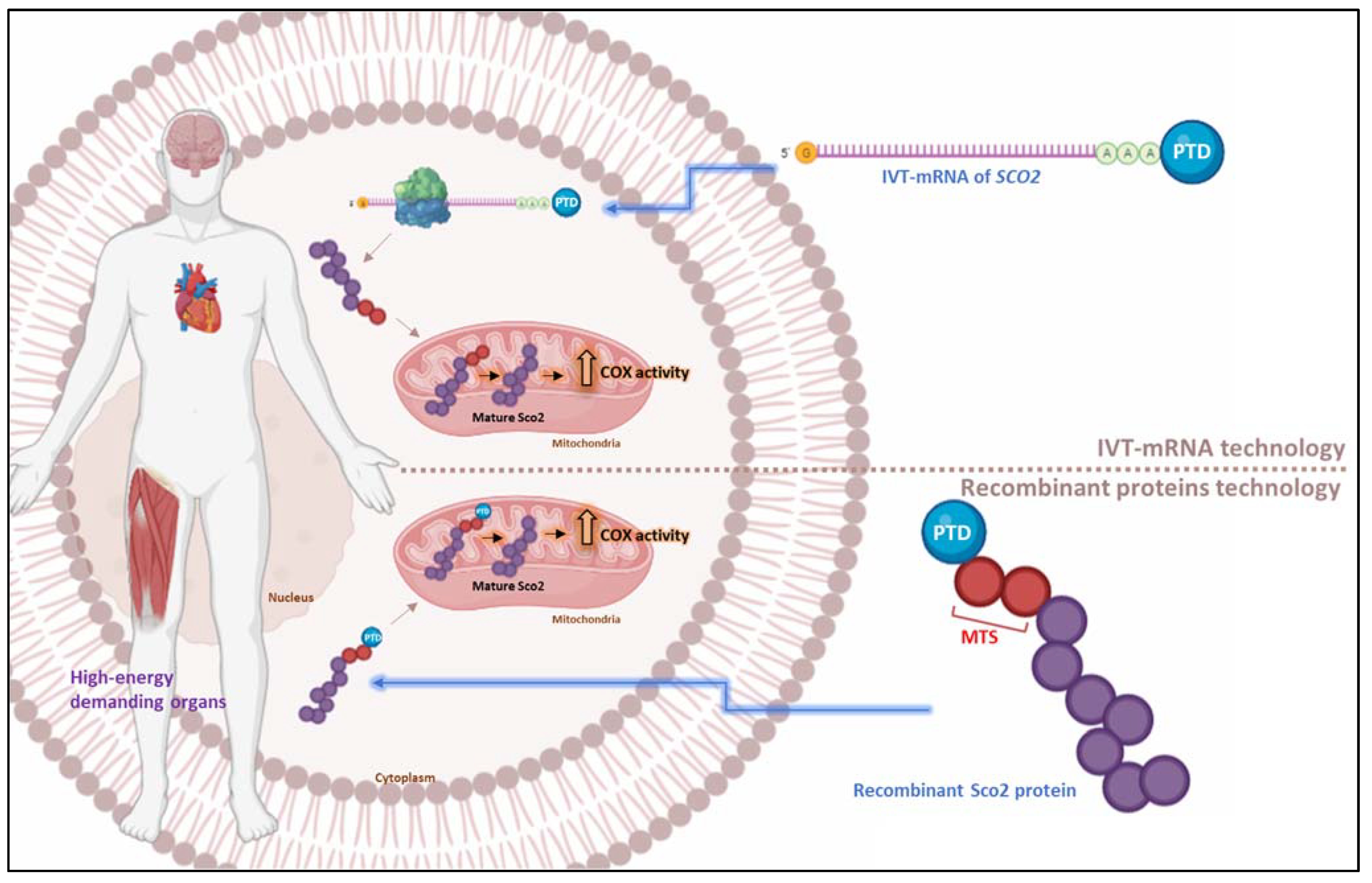 Pharmaceutics, Free Full-Text