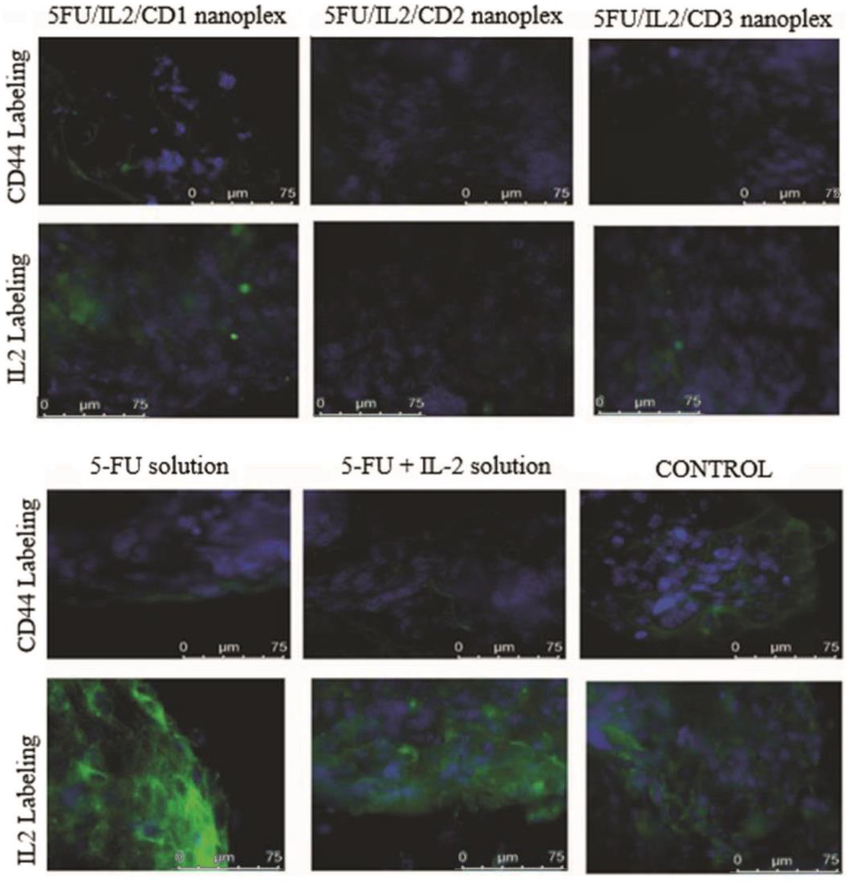 Pharmaceutics 15 00314 g006 Pharmaceutics 15 00314 g006