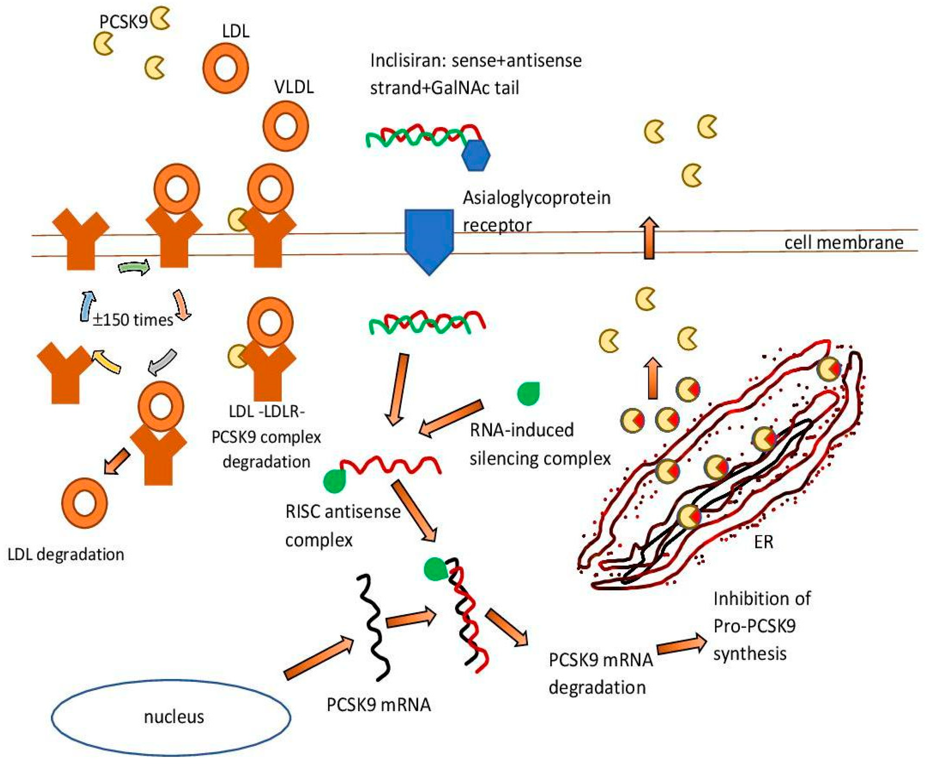 Pharmaceutics free full text inclisiran safety and effectiveness of