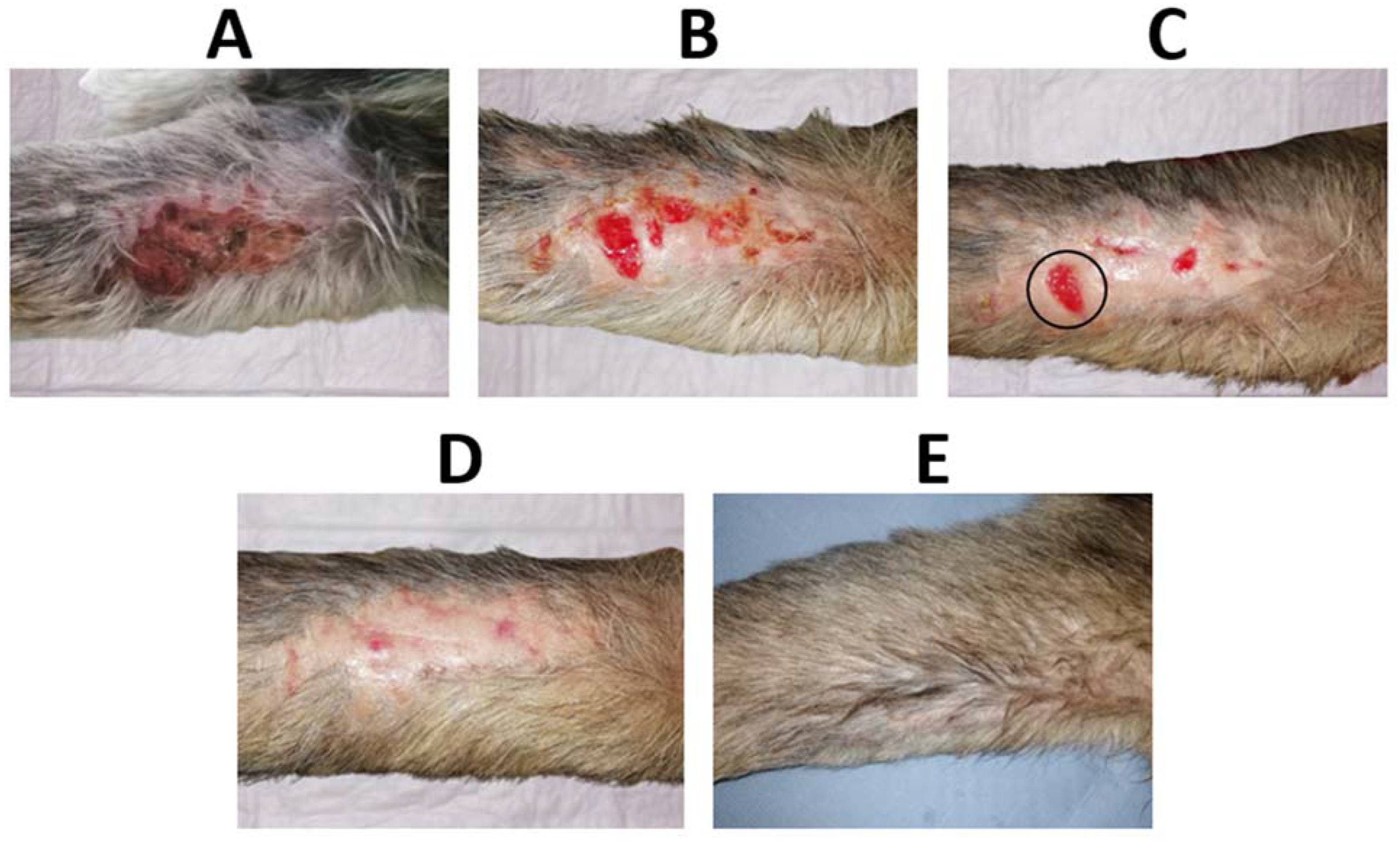 Pharmaceutics 15 00334 g010 Pharmaceutics 15 00334 g010