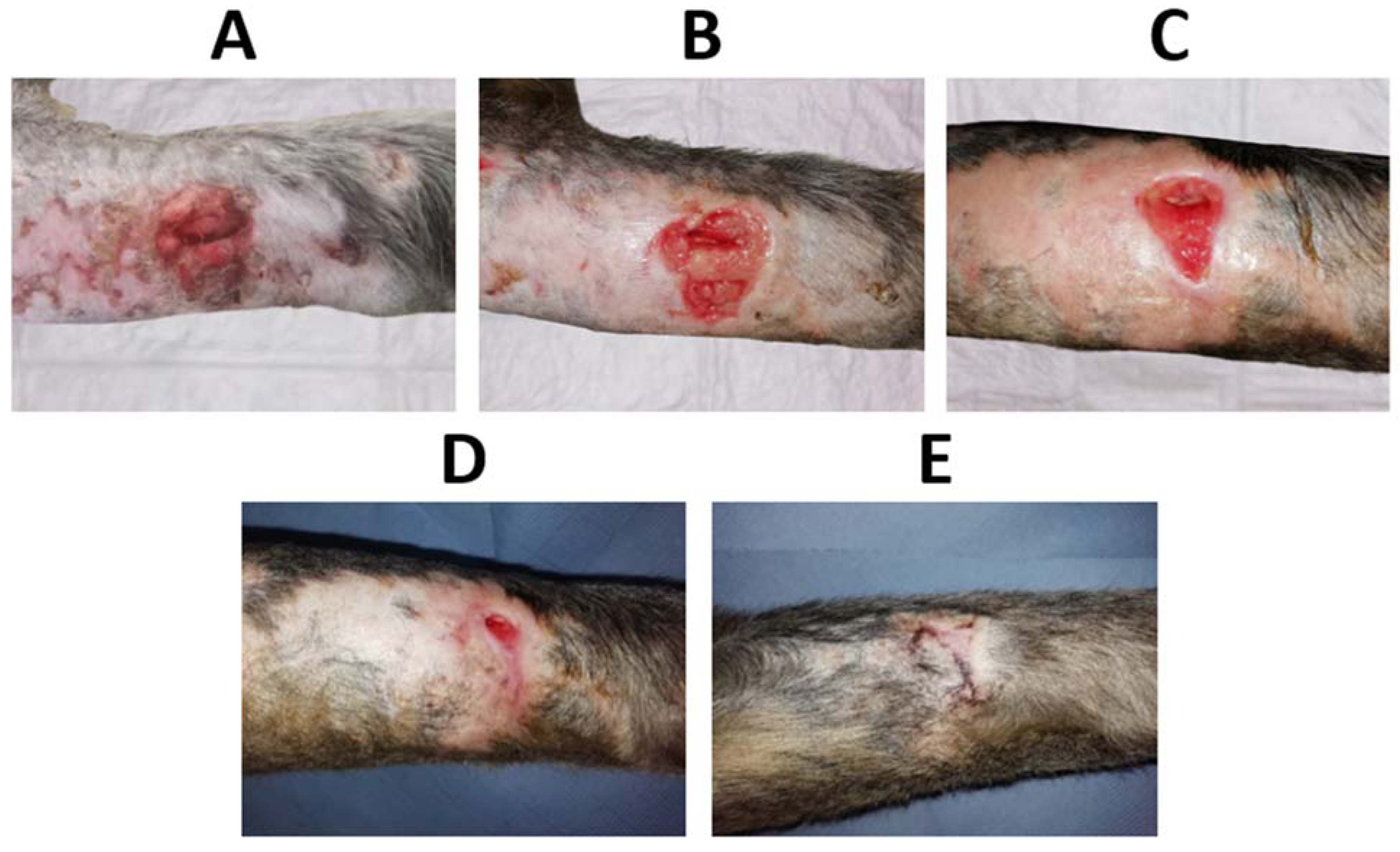 Pharmaceutics 15 00334 g011 Pharmaceutics 15 00334 g011