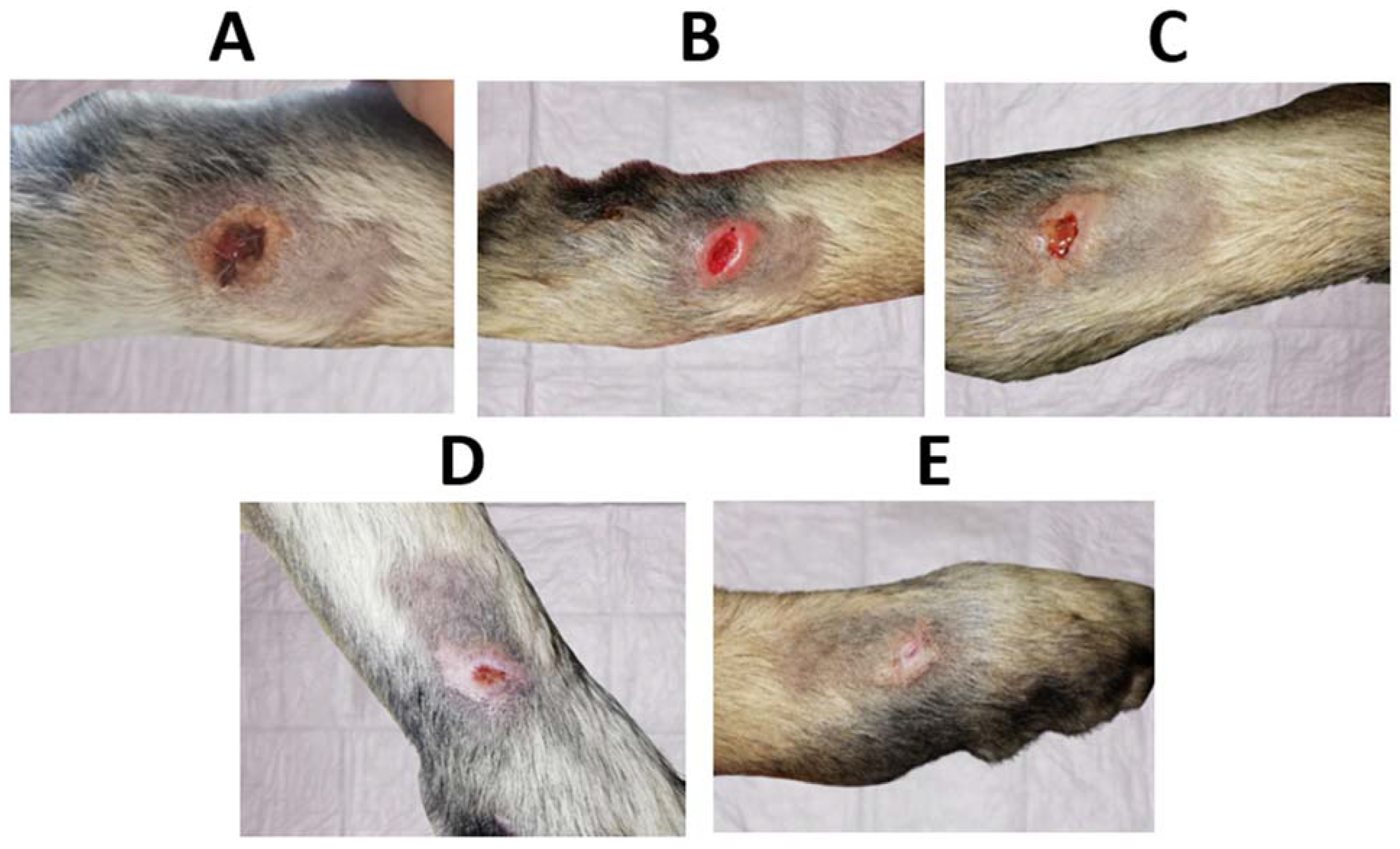 Pharmaceutics 15 00334 g012 Pharmaceutics 15 00334 g012