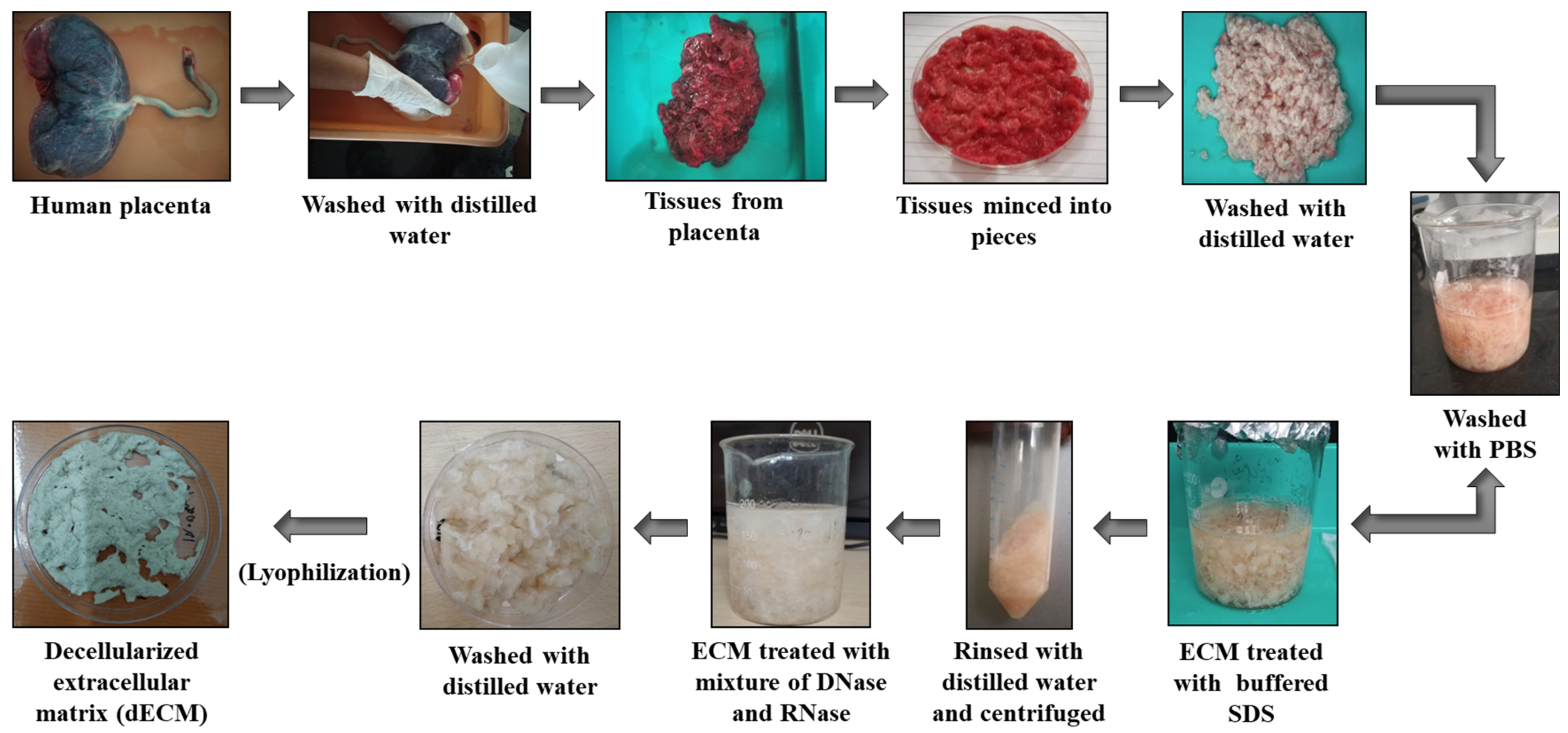 Pharmaceutics 15 00362 g002 Pharmaceutics 15 00362 g002