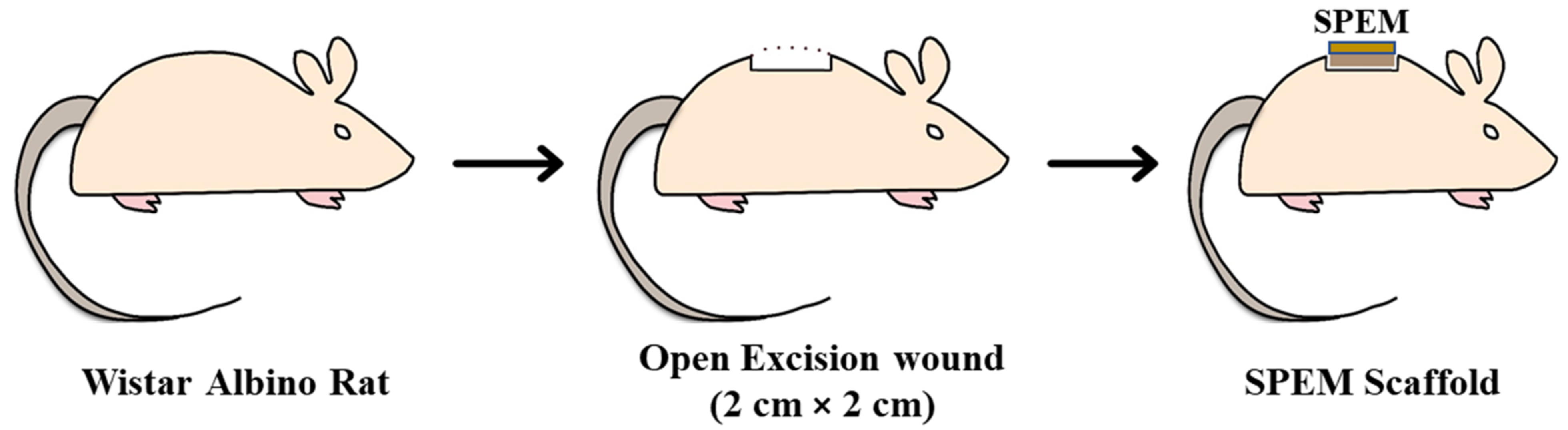 Pharmaceutics 15 00362 g003 Pharmaceutics 15 00362 g003