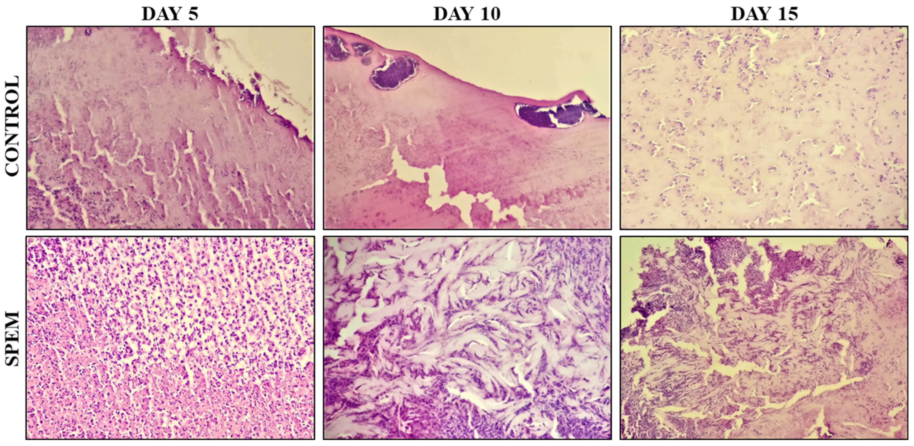 Pharmaceutics 15 00362 g013 Pharmaceutics 15 00362 g013