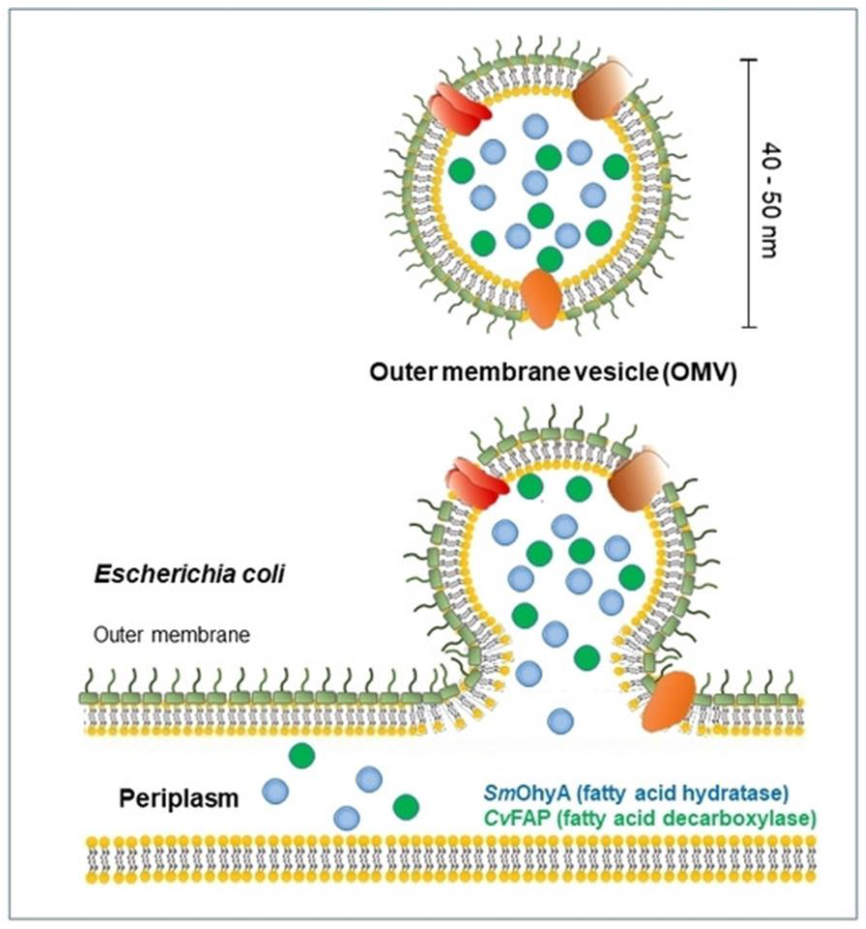 Pharmaceutics 15 00368 g004