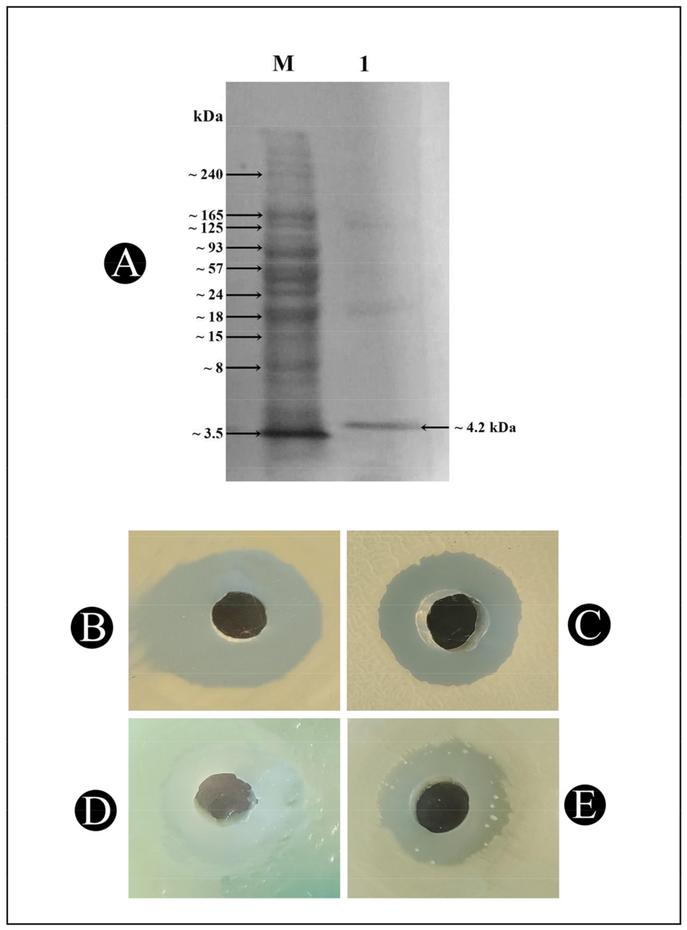 Pharmaceutics 15 00403 g003 Pharmaceutics 15 00403 g003
