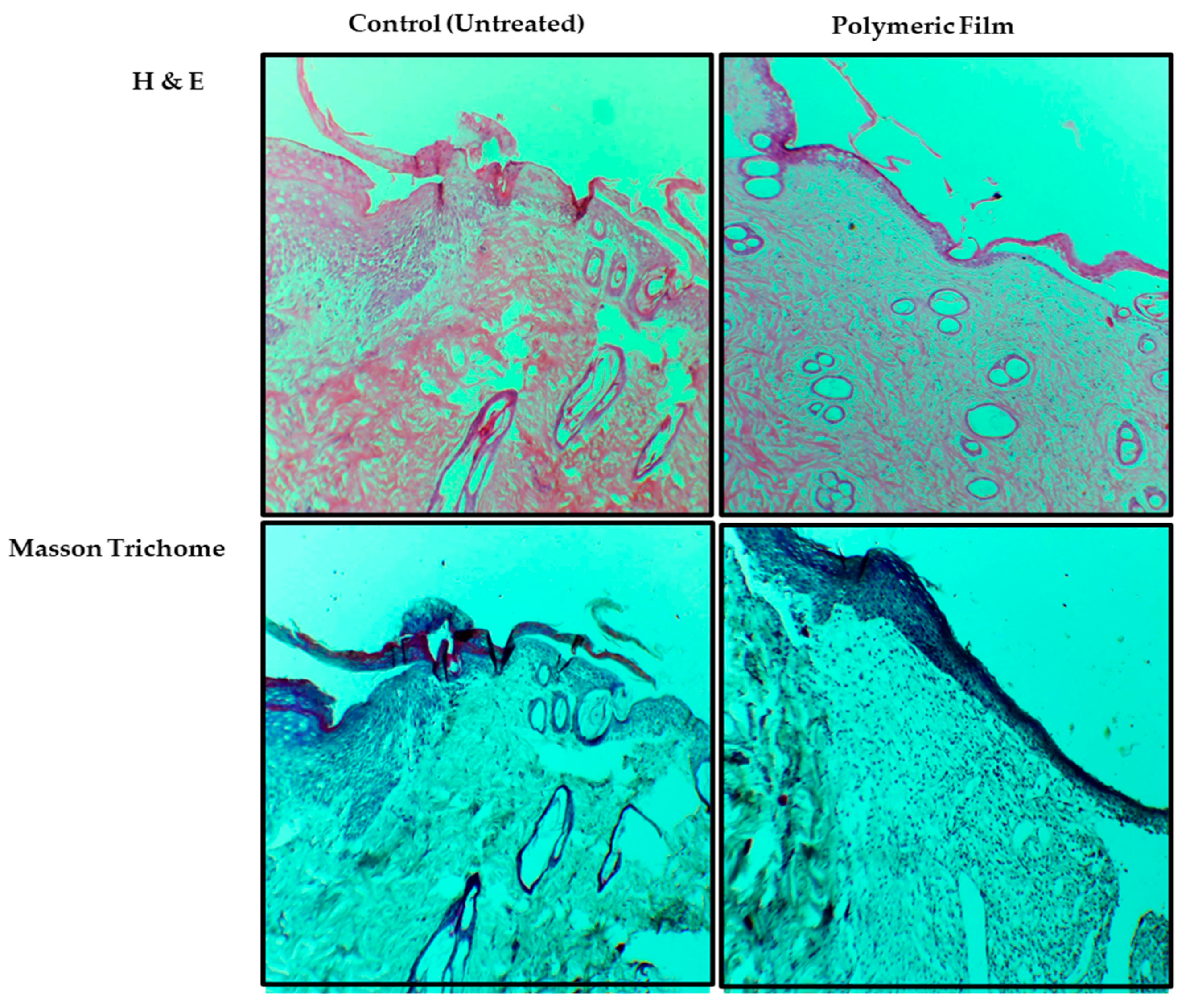 Pharmaceutics 15 00418 g011