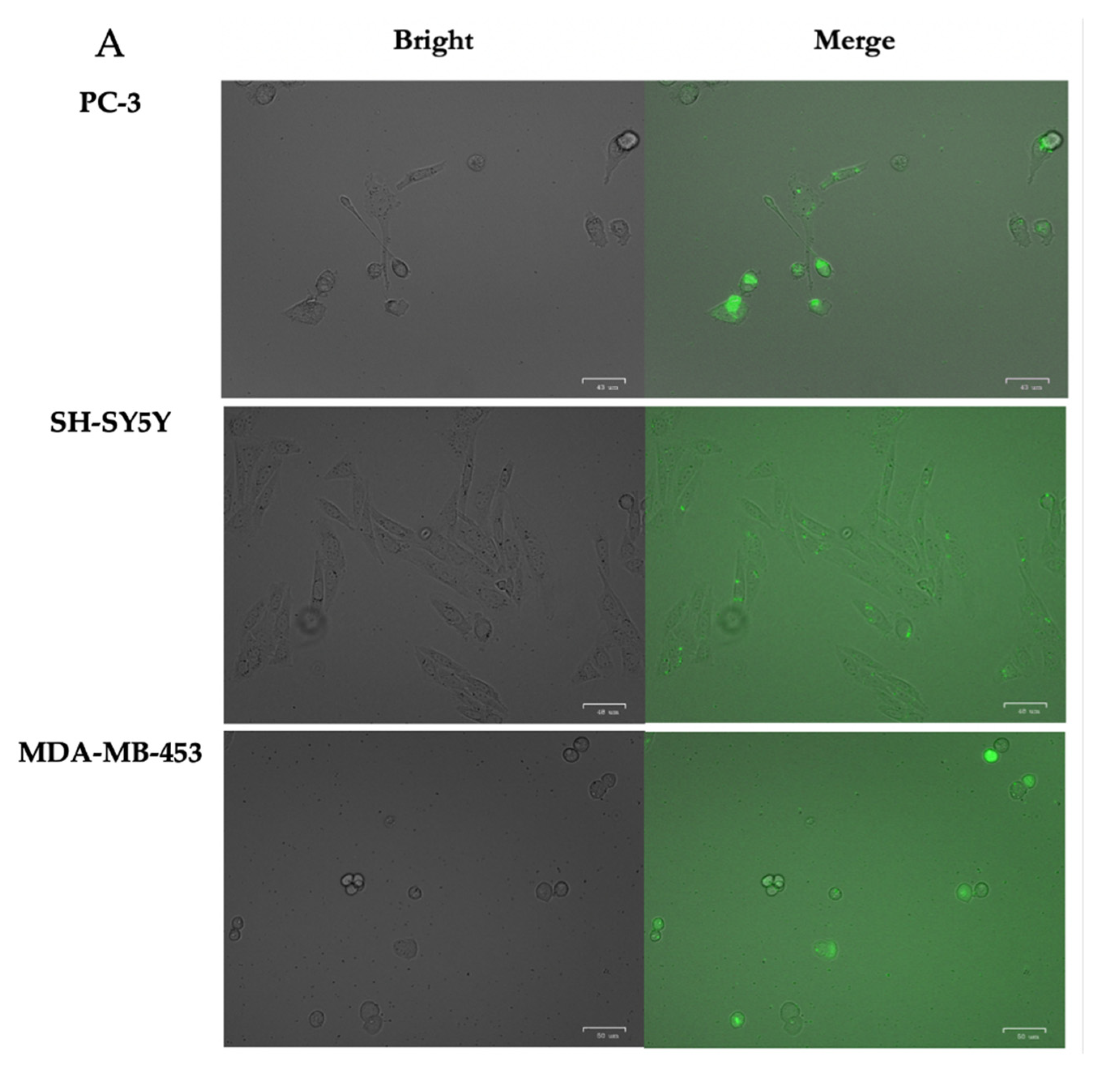 Pharmaceutics 15 00420 g004a Pharmaceutics 15 00420 g004a