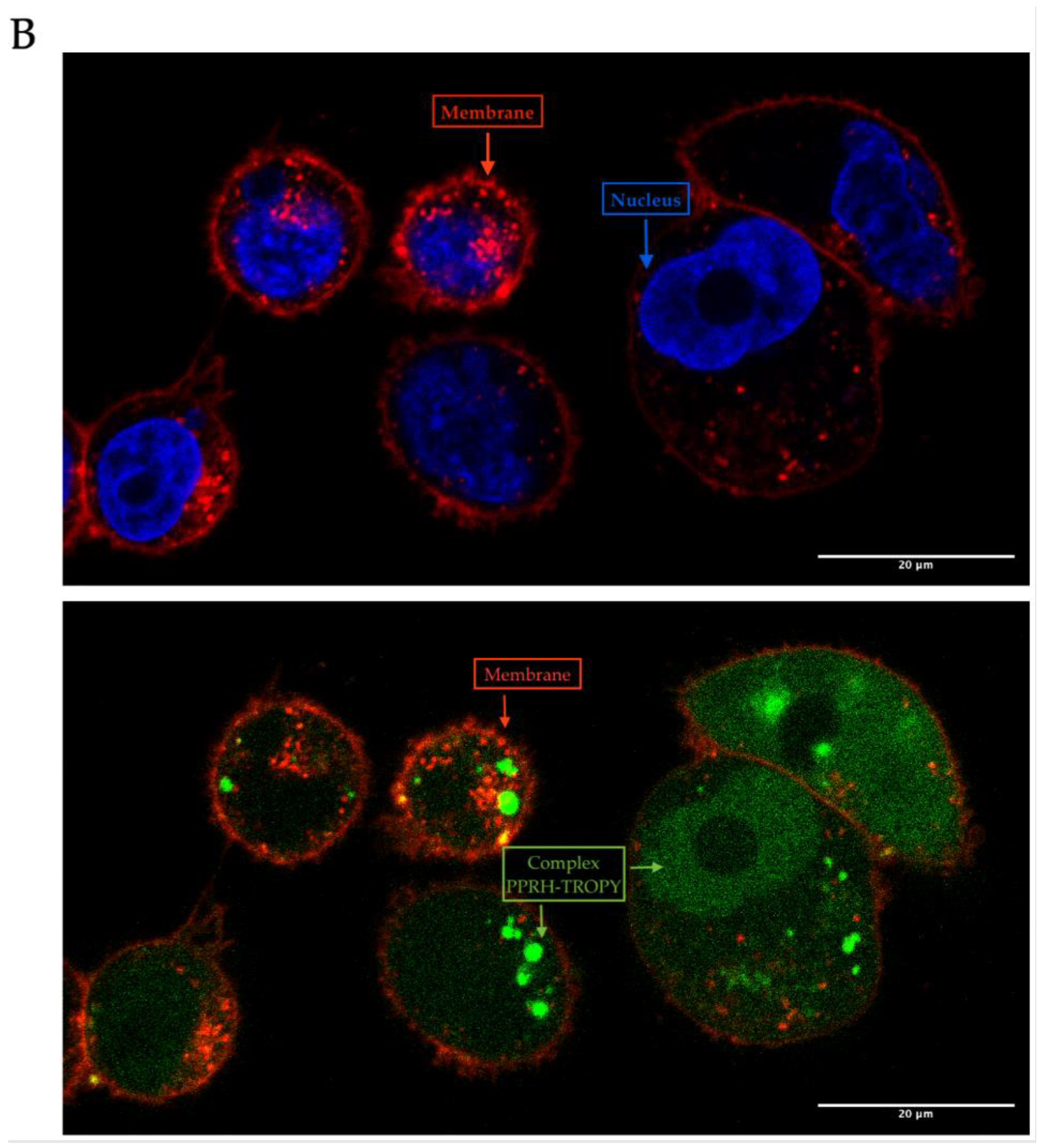 Pharmaceutics 15 00420 g004b Pharmaceutics 15 00420 g004b