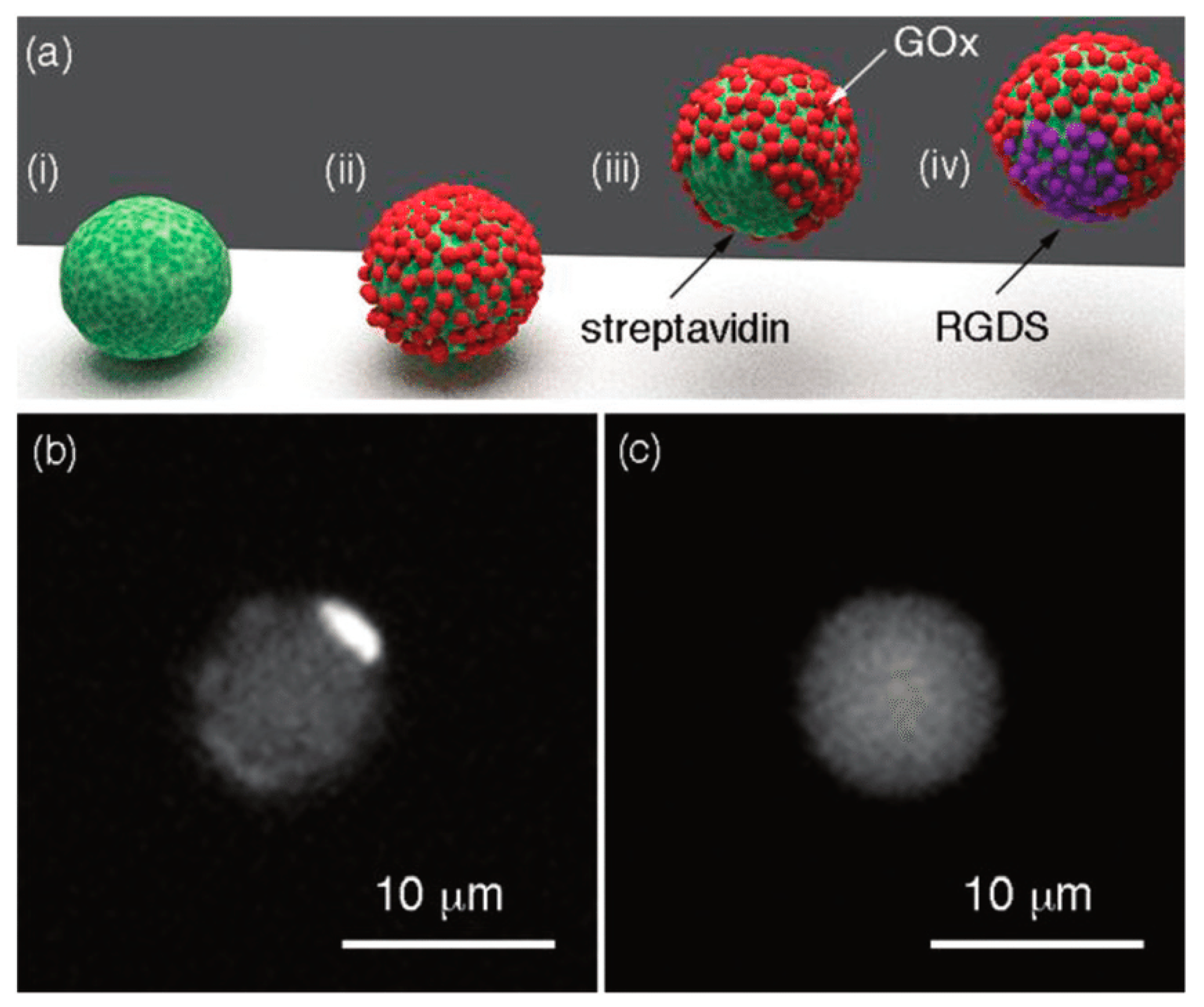 Pharmaceutics 15 00423 g003 Pharmaceutics 15 00423 g003