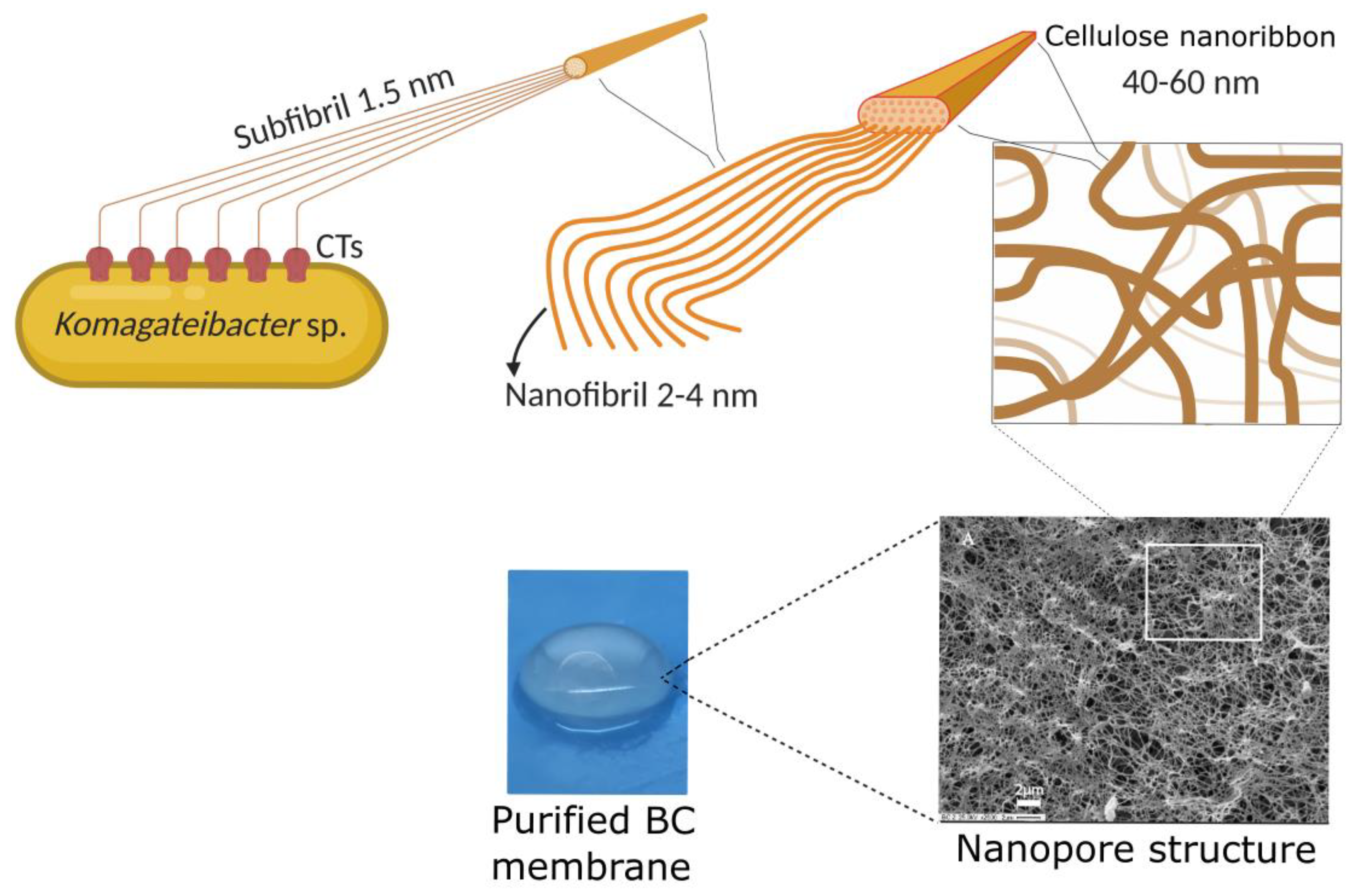 Pharmaceutics 15 00424 g001