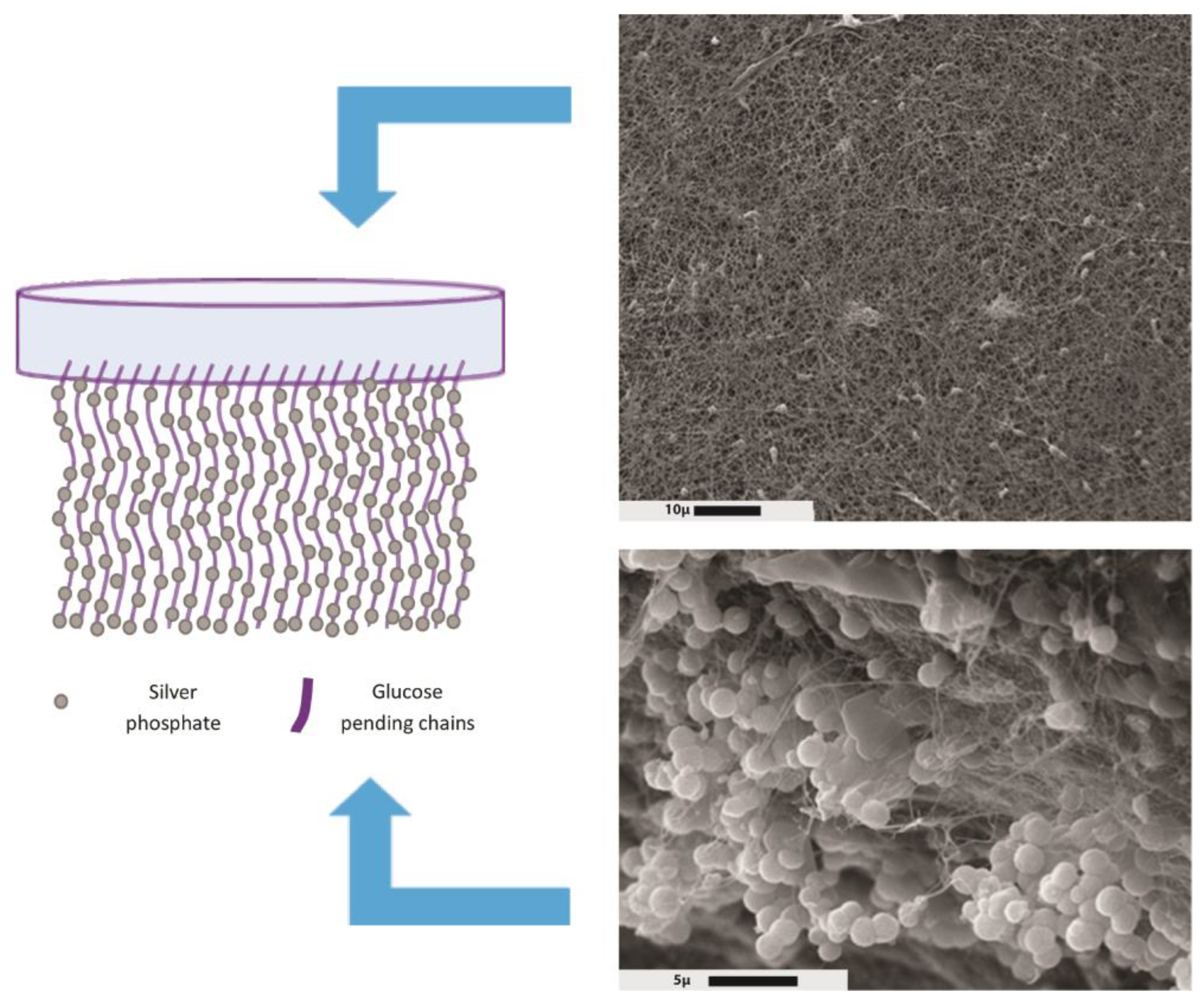 Pharmaceutics 15 00424 g003