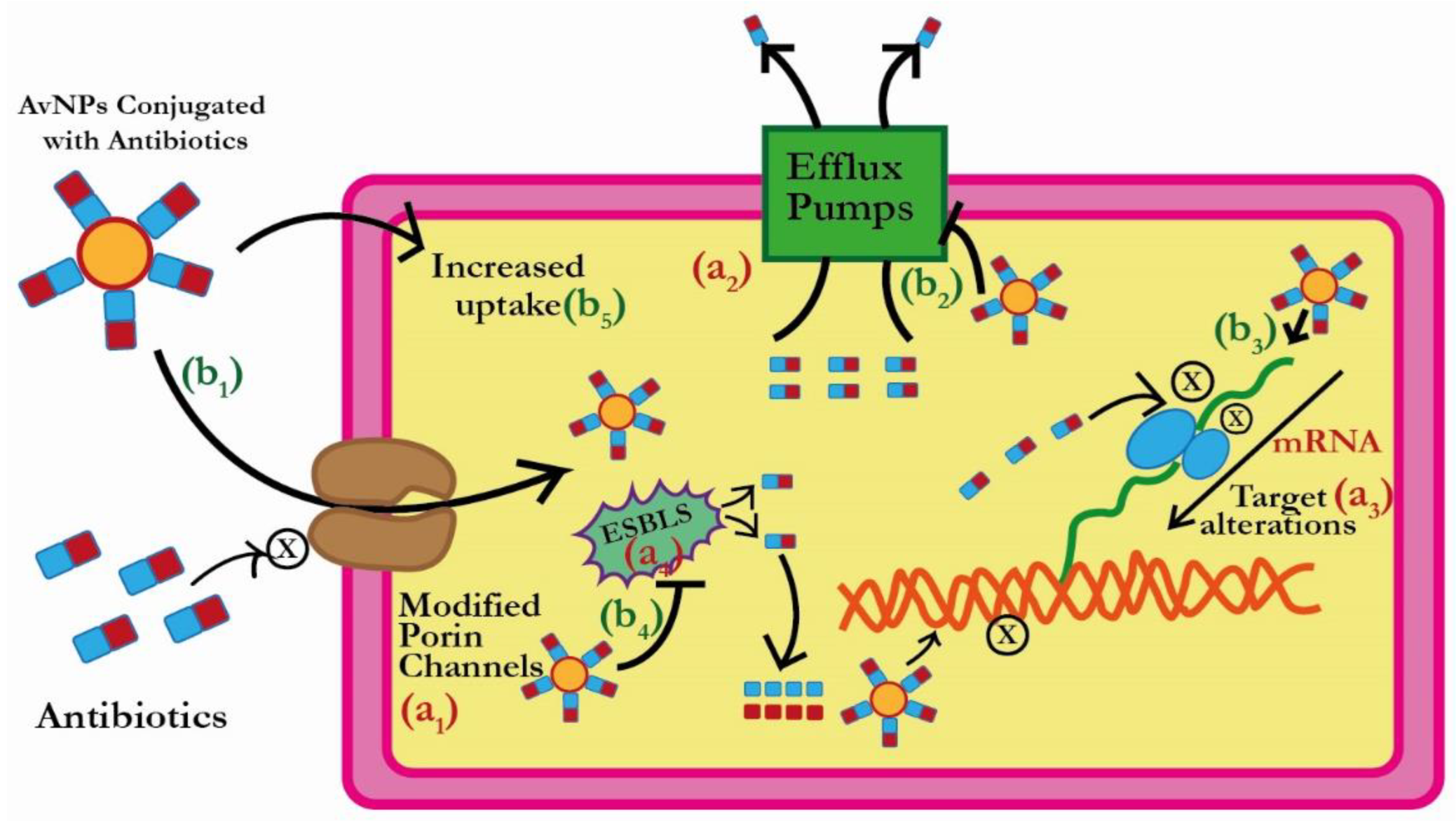 Antibiotic-Loaded Gold Nanoparticles: A Nano-Arsenal against Antibiotic-Loaded Gold Nanoparticles: A Nano-Arsenal against