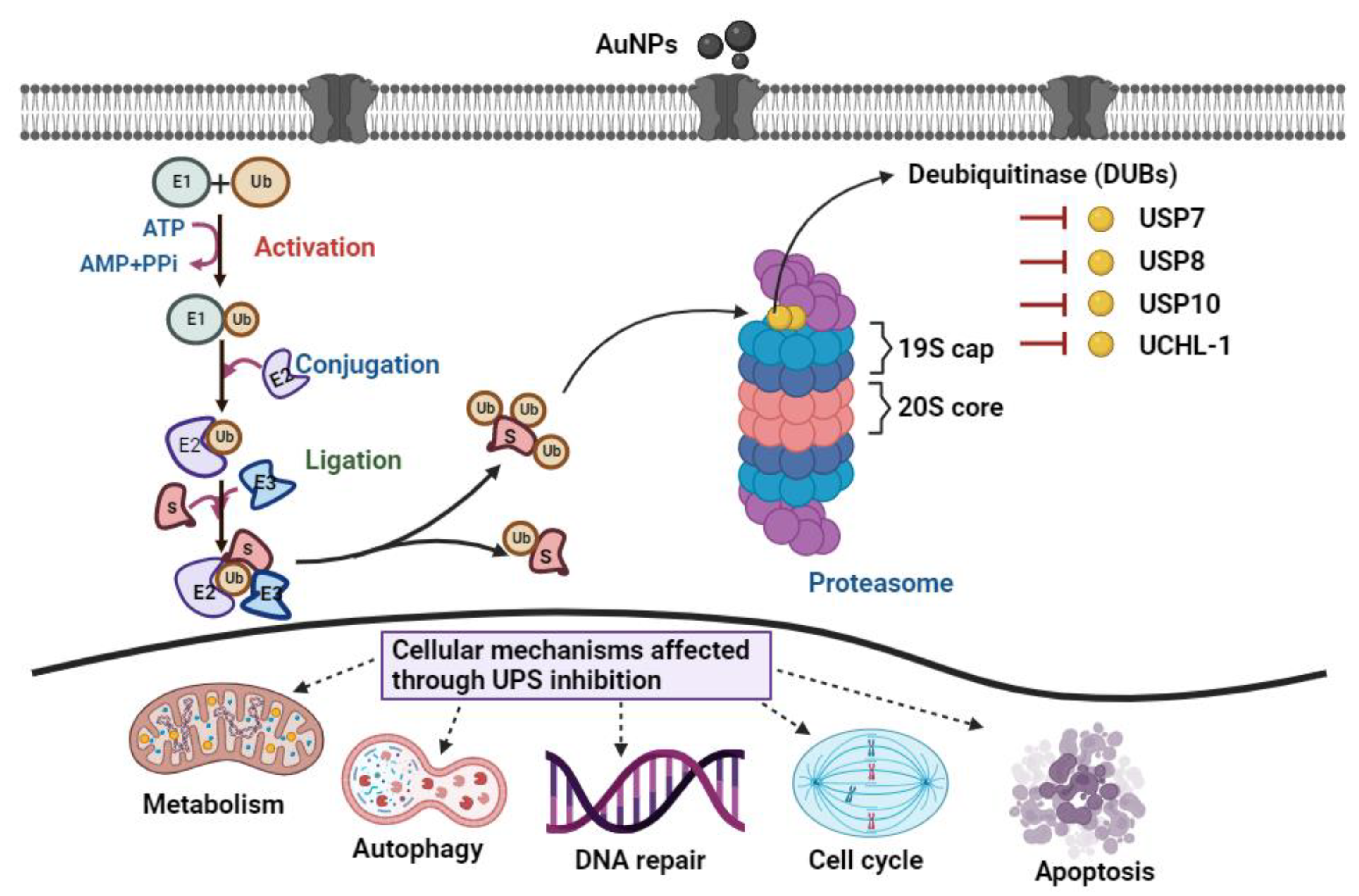 Pharmaceutics 15 00432 sch001 Pharmaceutics 15 00432 sch001