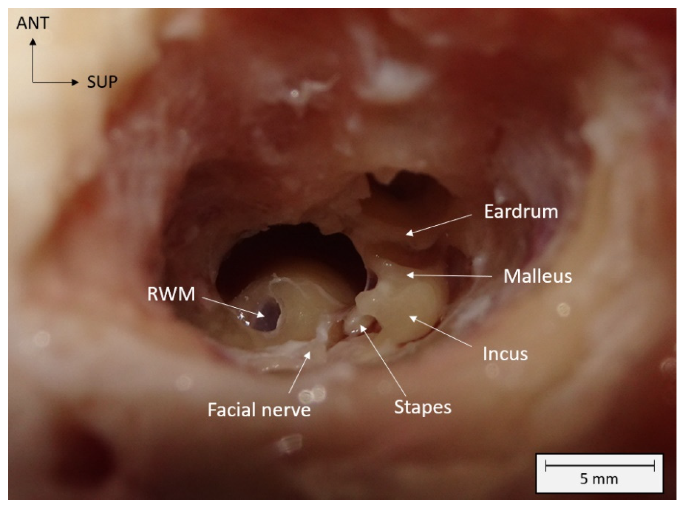 Pharmaceutics 15 00442 g002