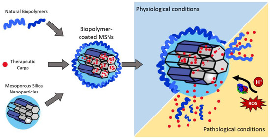 Natural Biopolymers as Smart Coating Materials of Mesoporous Silica ...