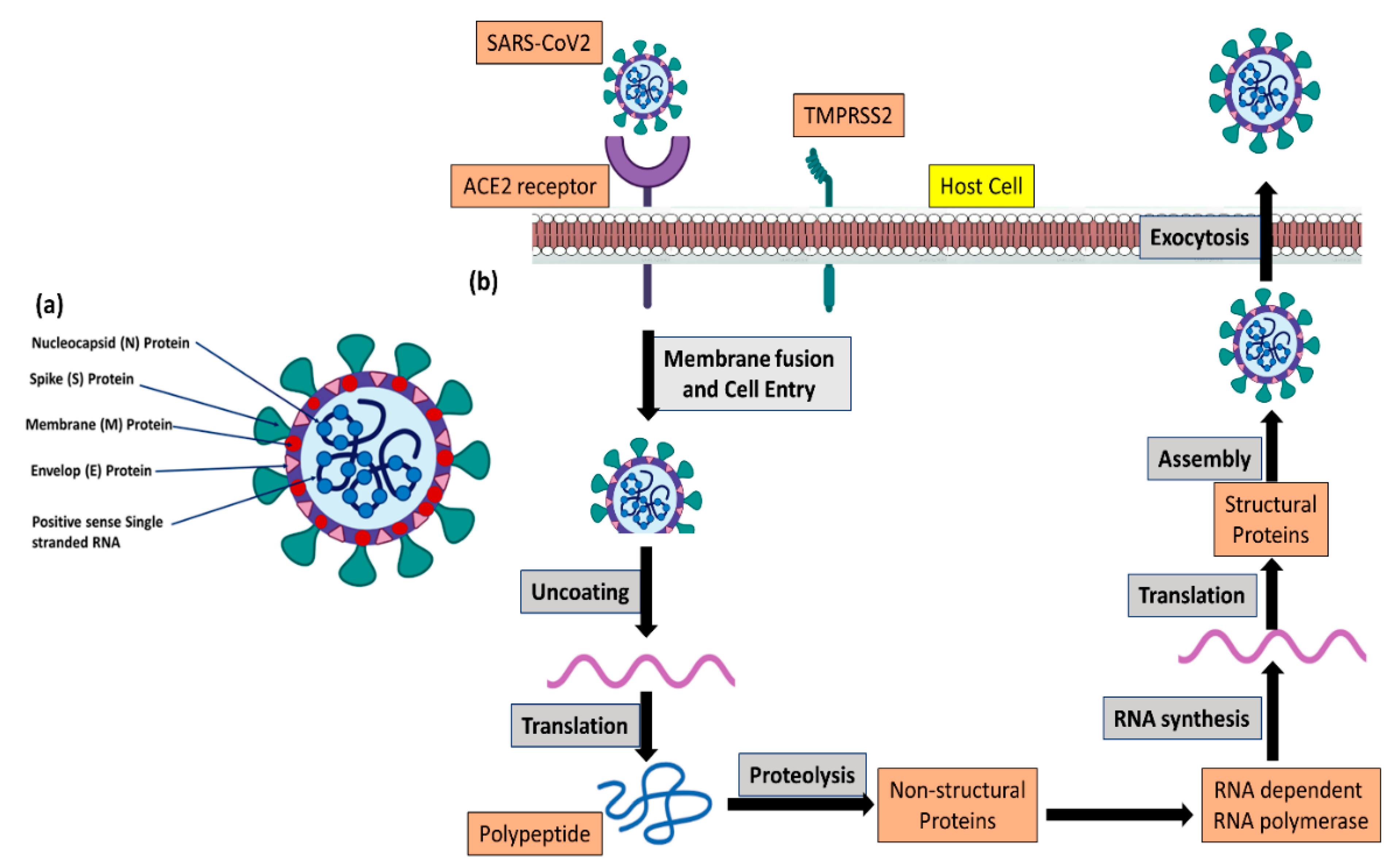 Pharmaceutics 15 00451 g001