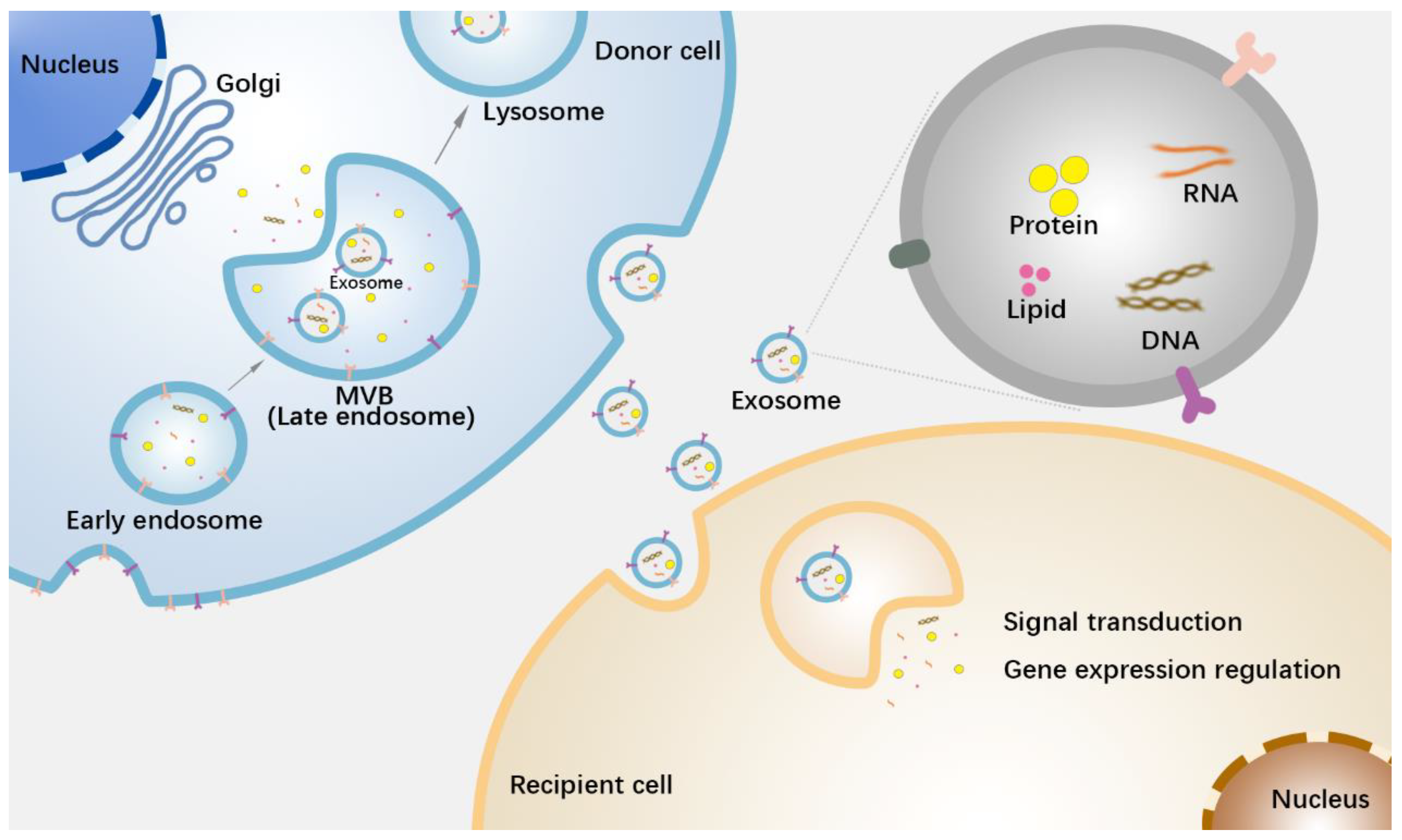 Pharmaceutics 15 00462 g001 Pharmaceutics 15 00462 g001
