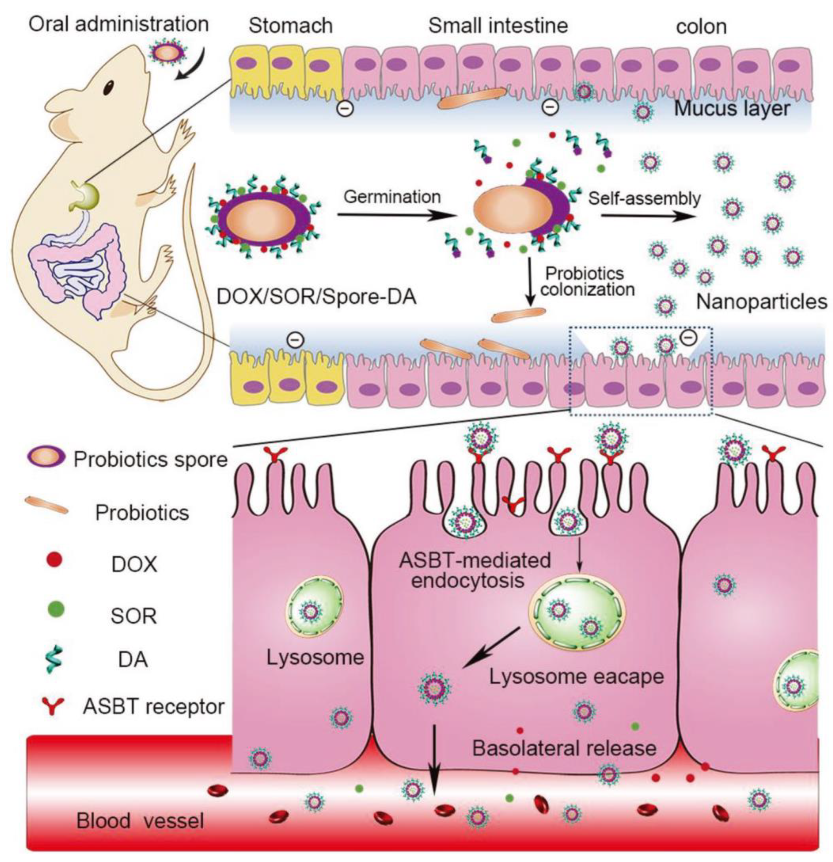 Pharmaceutics 15 00484 g005 Pharmaceutics 15 00484 g005