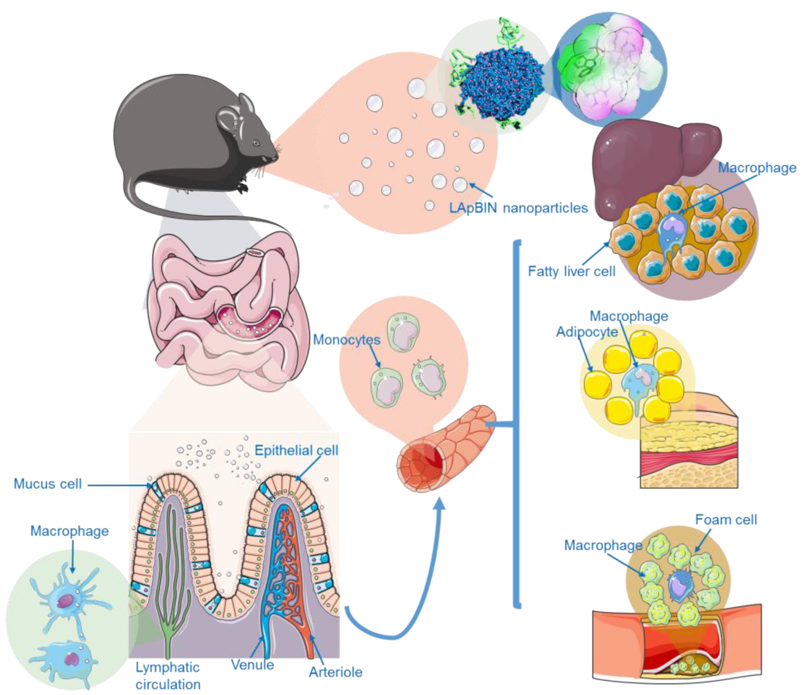 Pharmaceutics 15 00484 g006 Pharmaceutics 15 00484 g006
