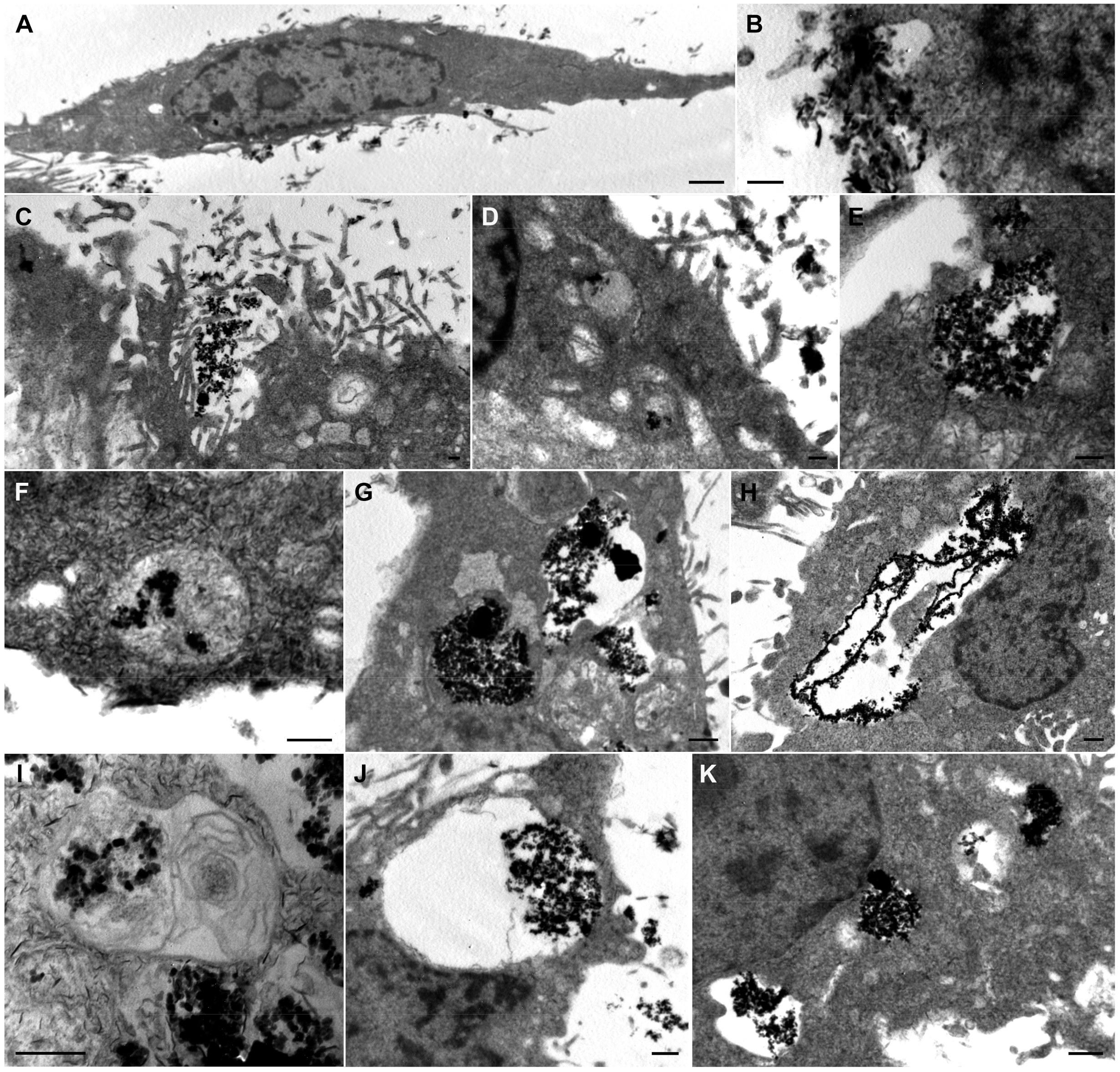 Pharmaceutics 15 00488 g007 Pharmaceutics 15 00488 g007