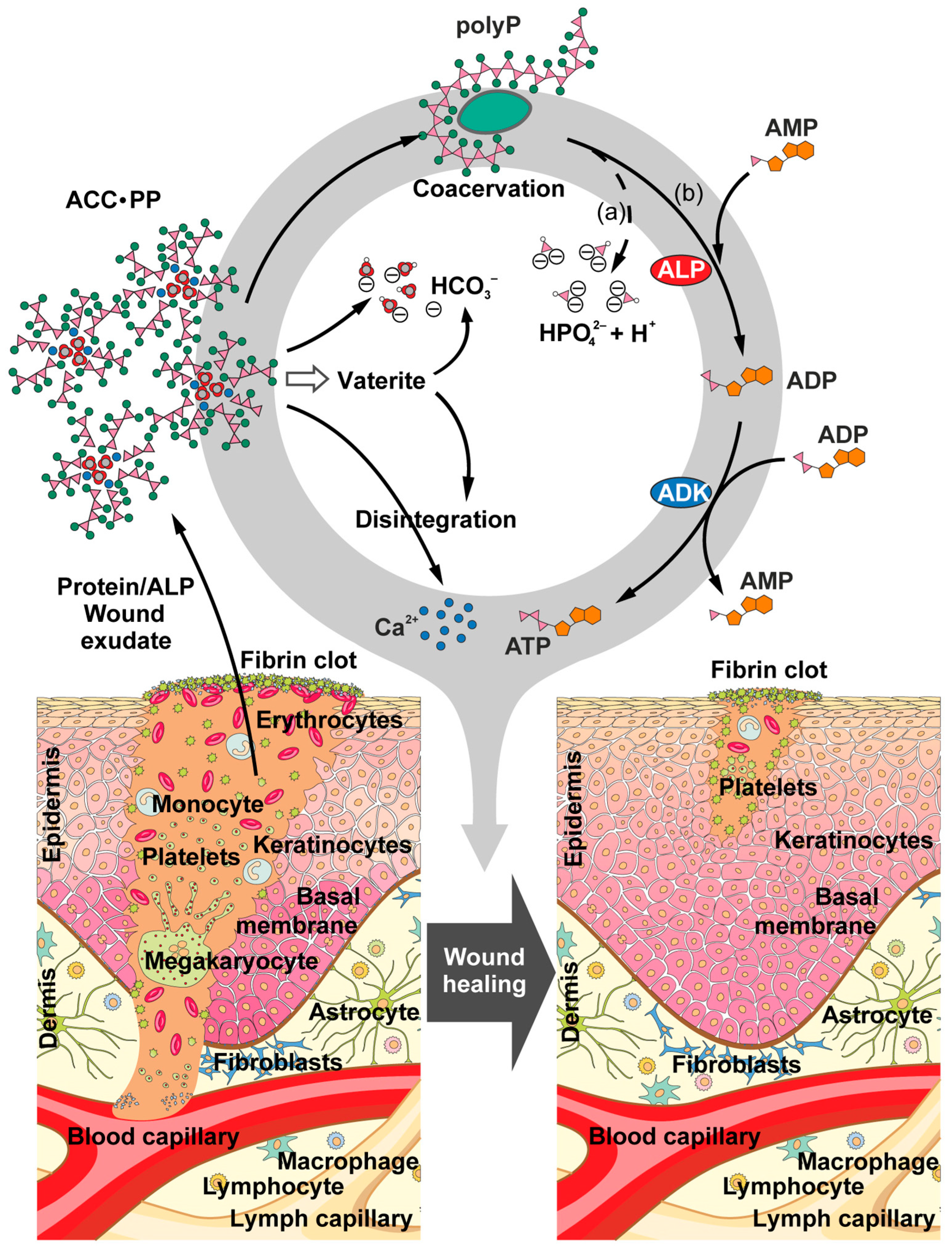 Pharmaceutics 15 00494 g006 Pharmaceutics 15 00494 g006