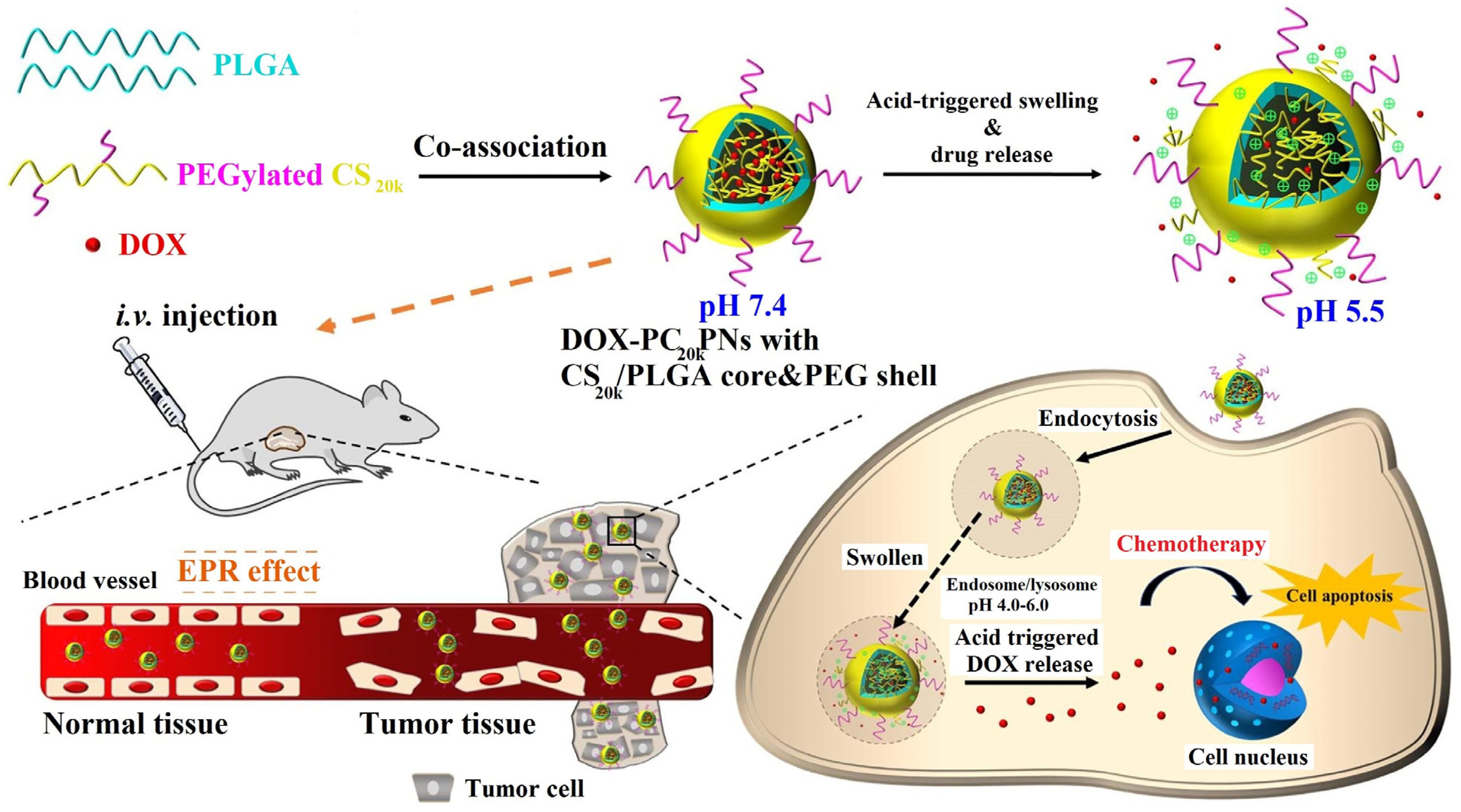 Pharmaceutics 15 00503 g005